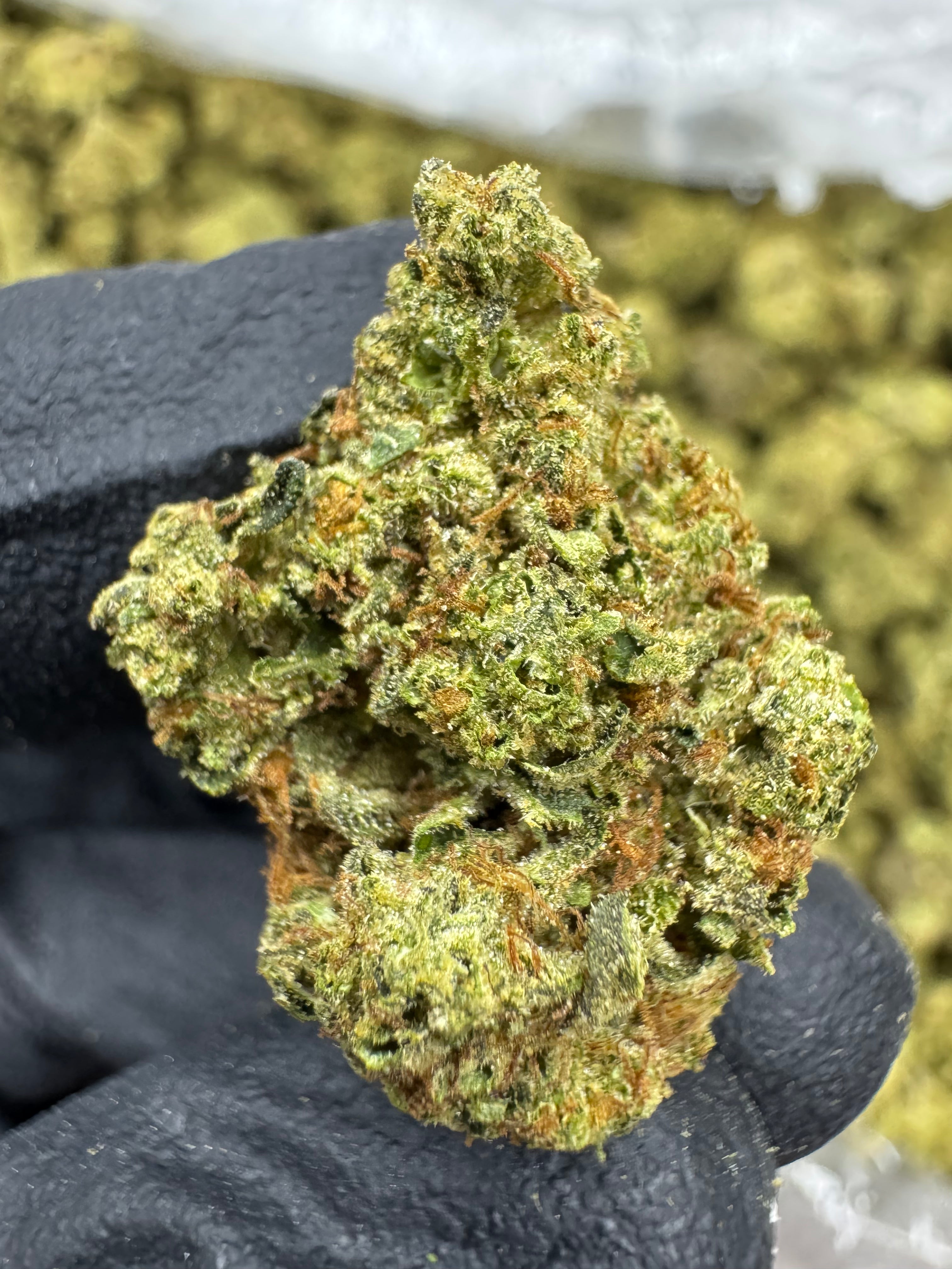 Pure Michigan - THCA BULK Flower - Sungrown