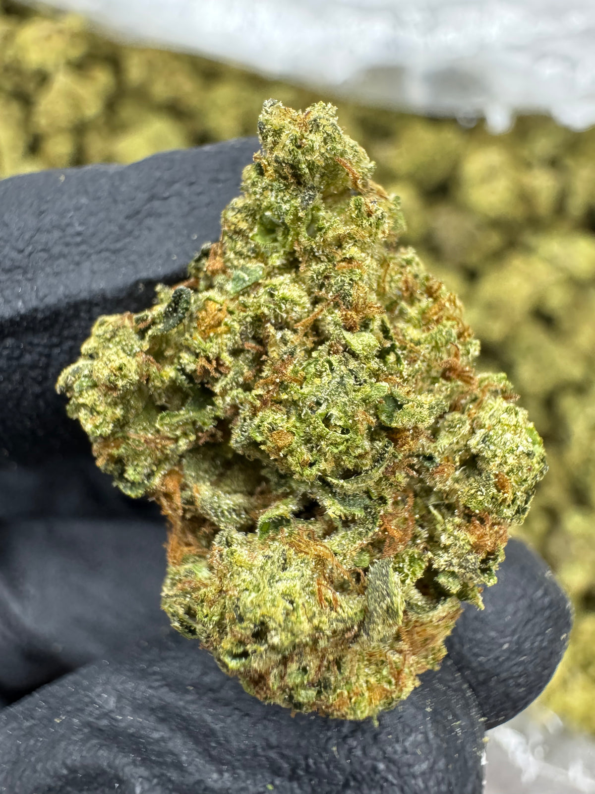 Pure Michigan - THCA BULK Flower - Sungrown