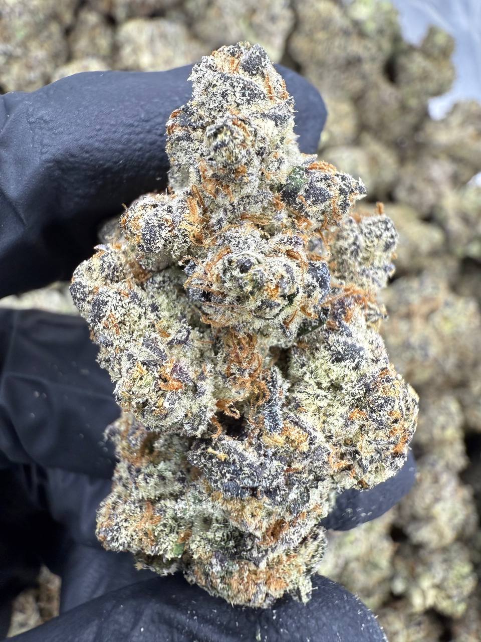 Pure Michigan - THCA BULK FLOWER - EXOTIC INDOOR