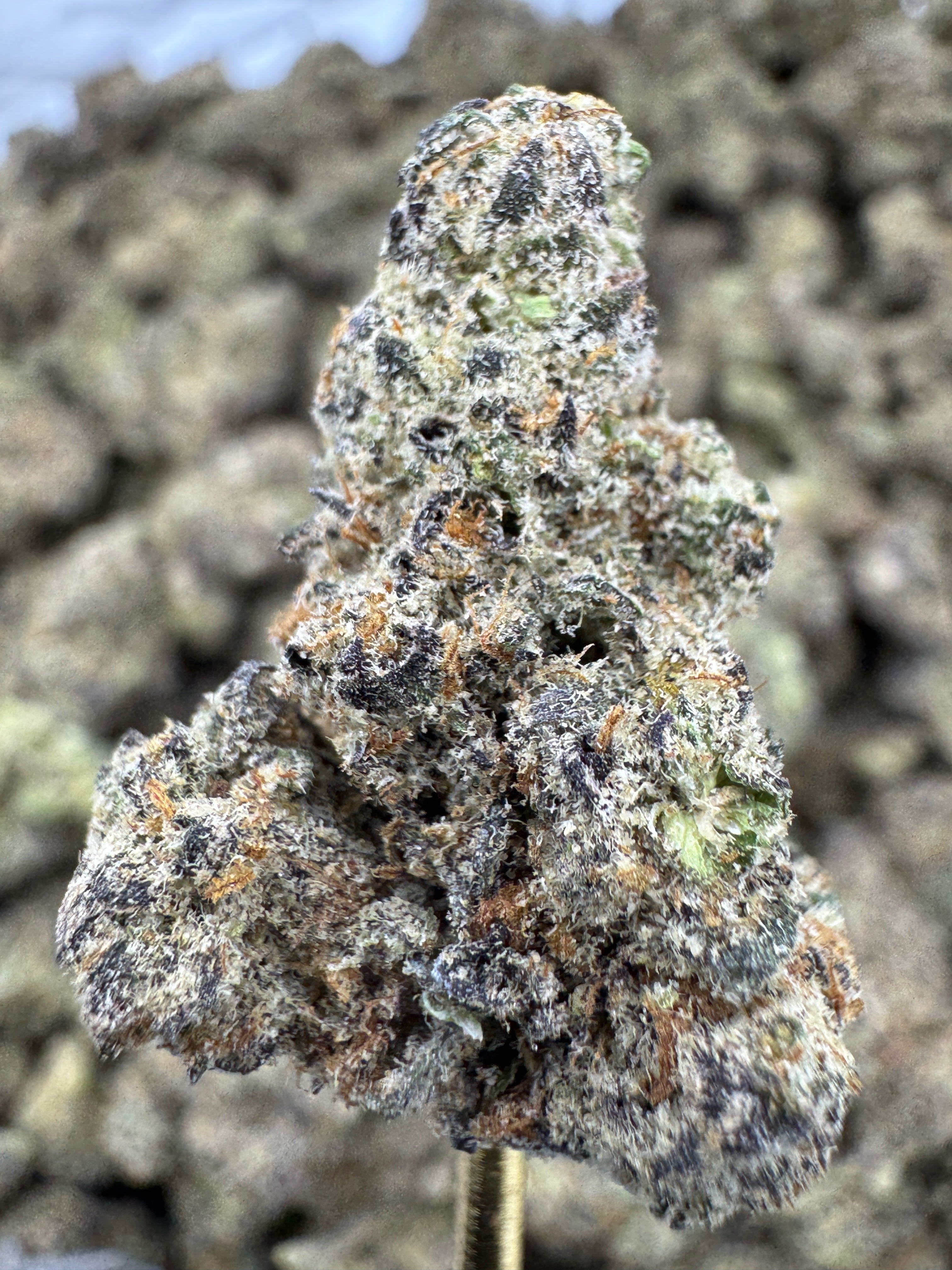 Pure Michigan - THCA BULK Flower - Indoor Exotic