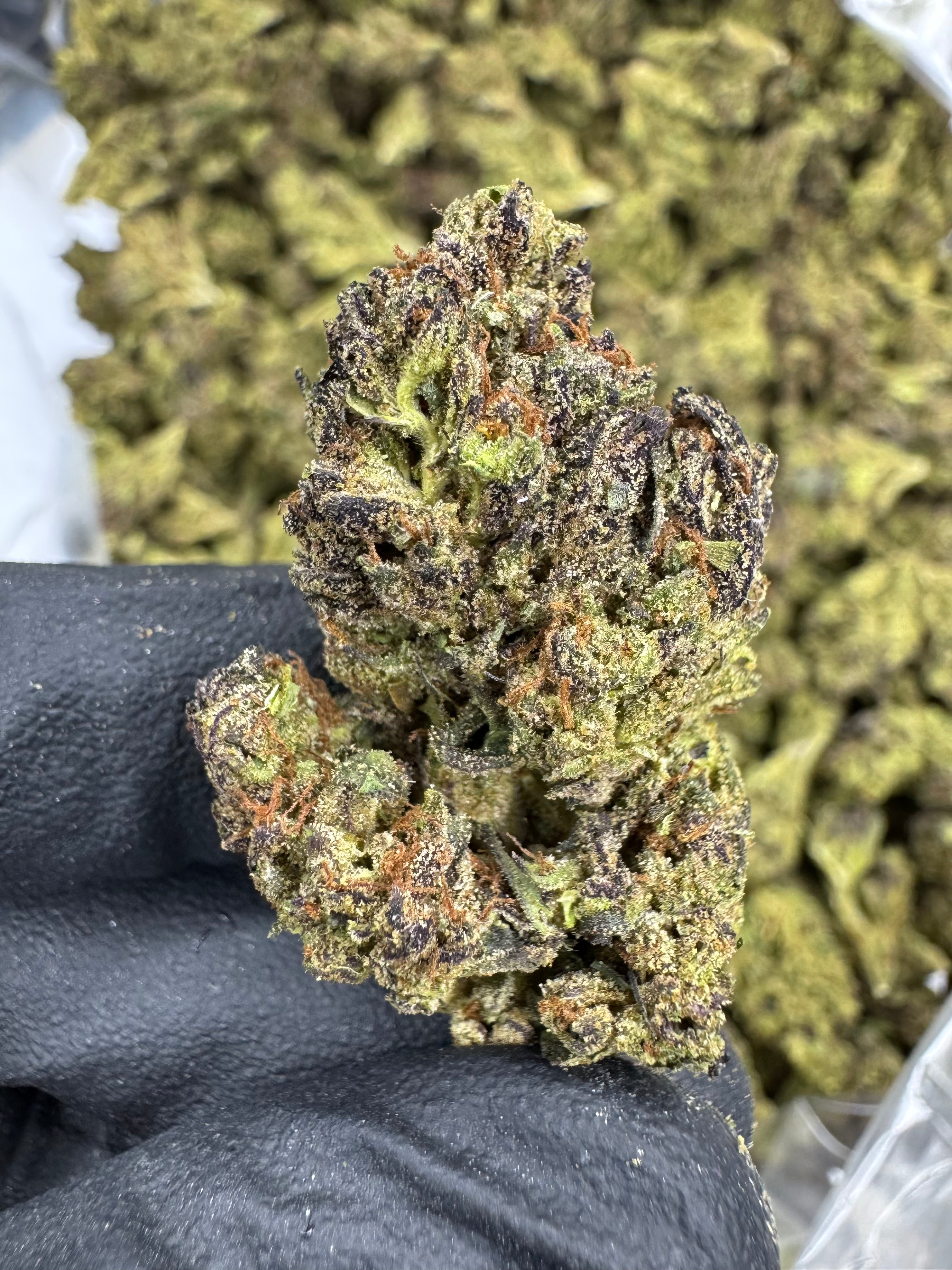 Purple Candy - THCA BULK Flower - Sungrown
