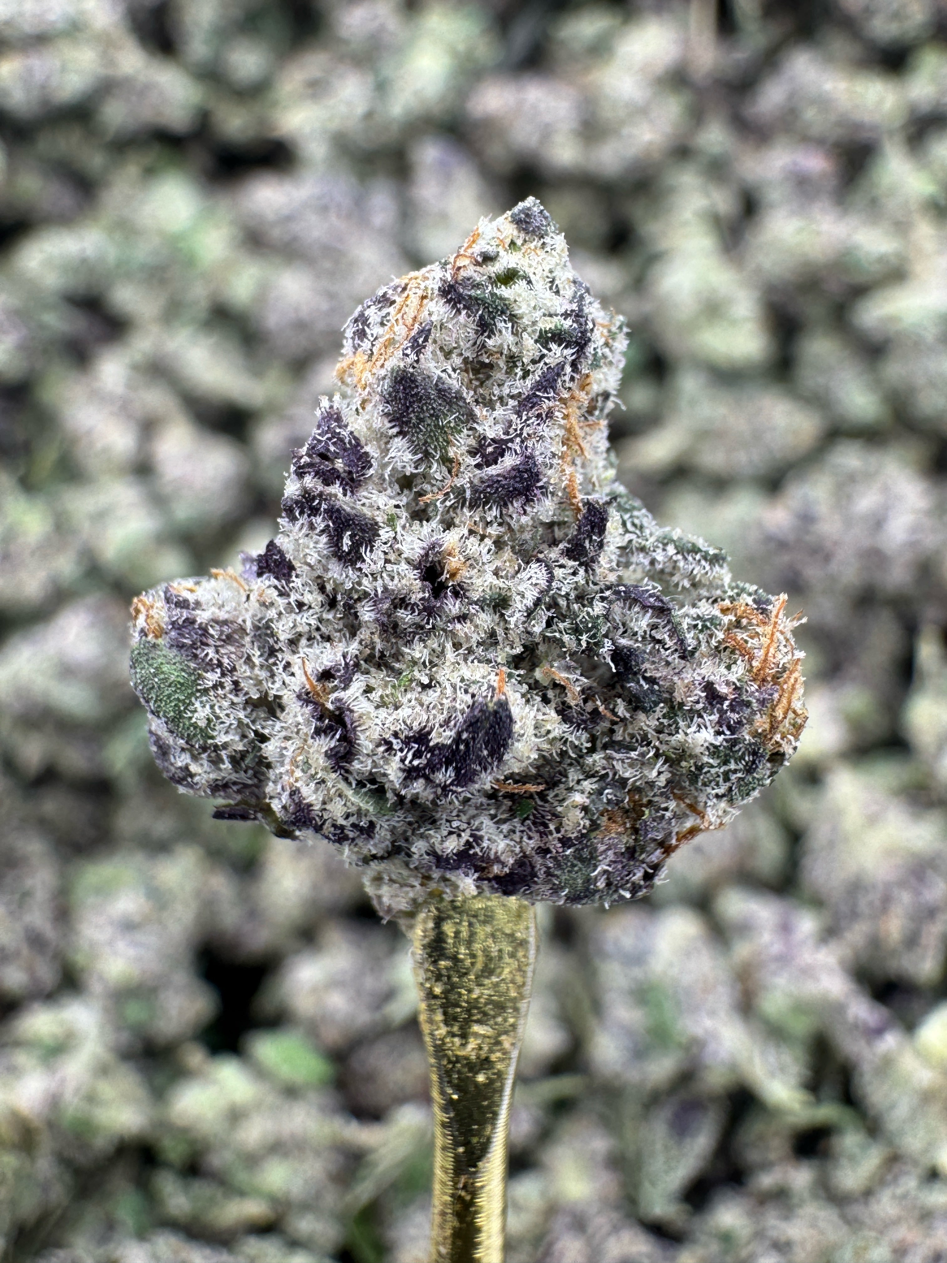 Purple Champagne - THCA Flower - Indoor Gold Nuggets Exotic