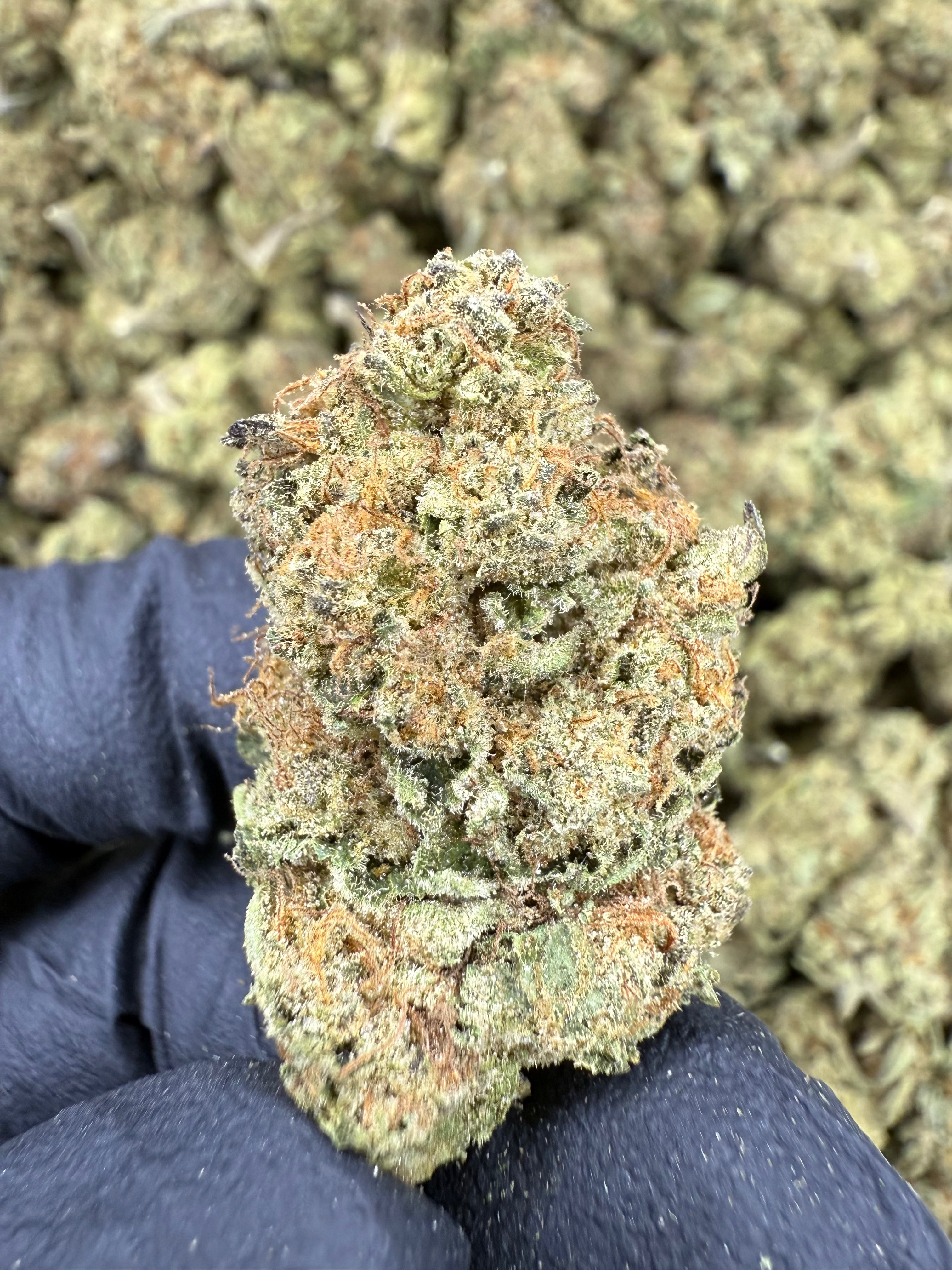 Purple Punch - THCA BULK Flower - Sungrown