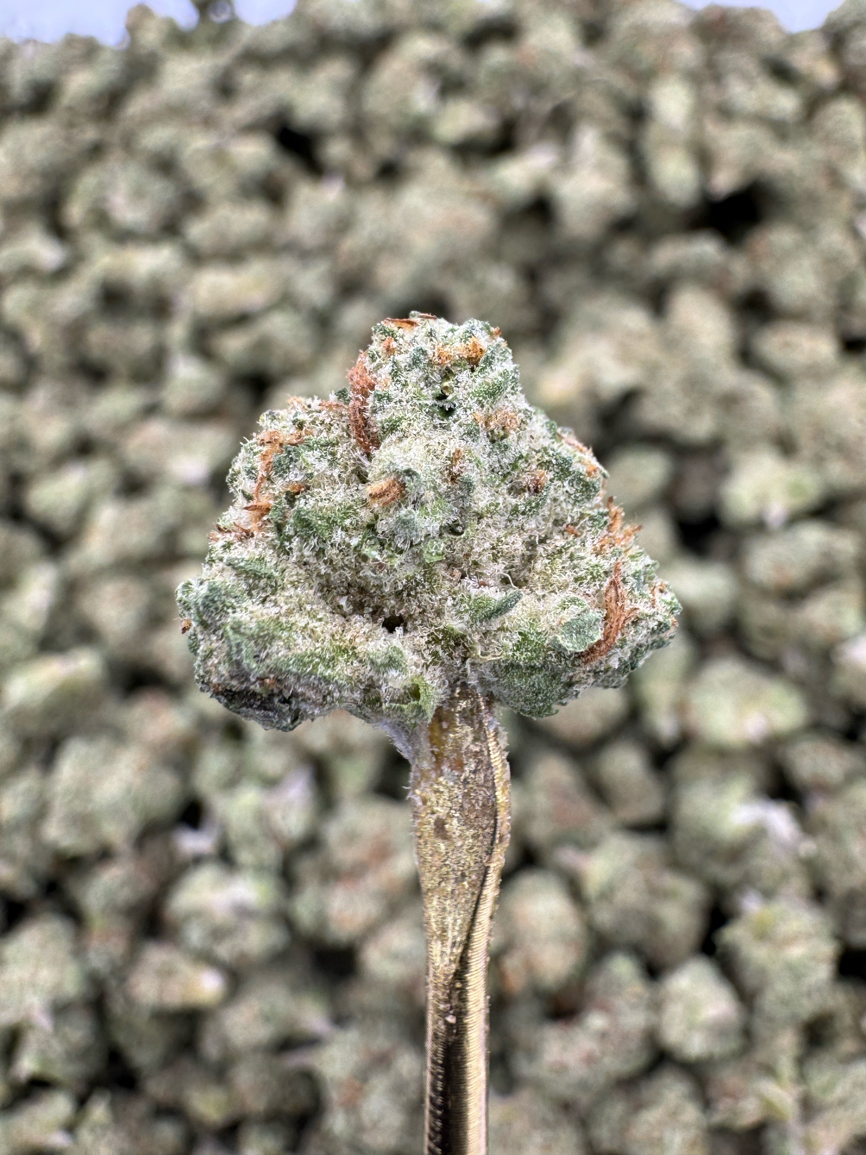 Purple Punch - THCA BULK Flower - Greenhouse Smalls