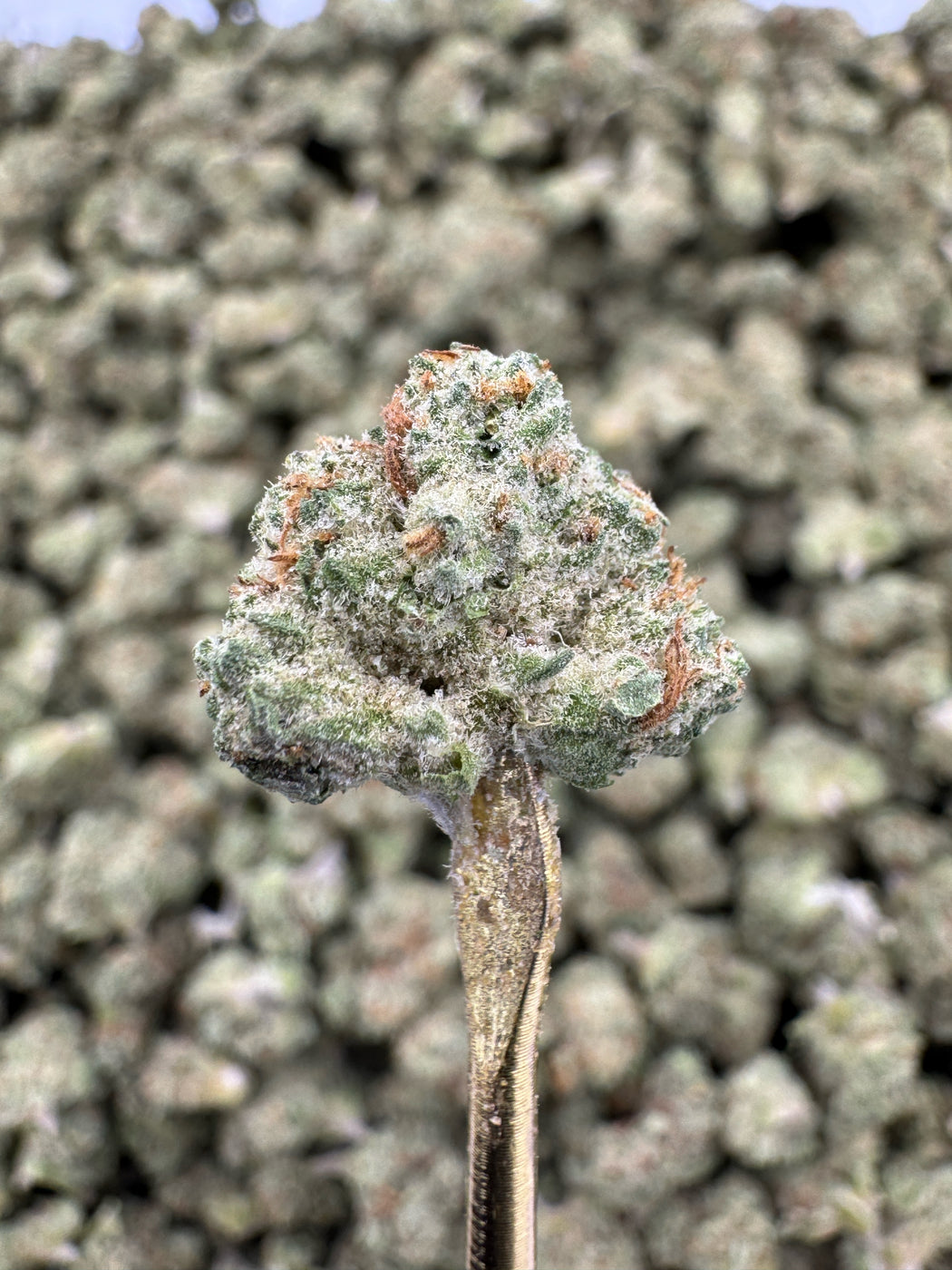 Purple Punch - THCA BULK FLOWER - TOP SHELF SMALLS