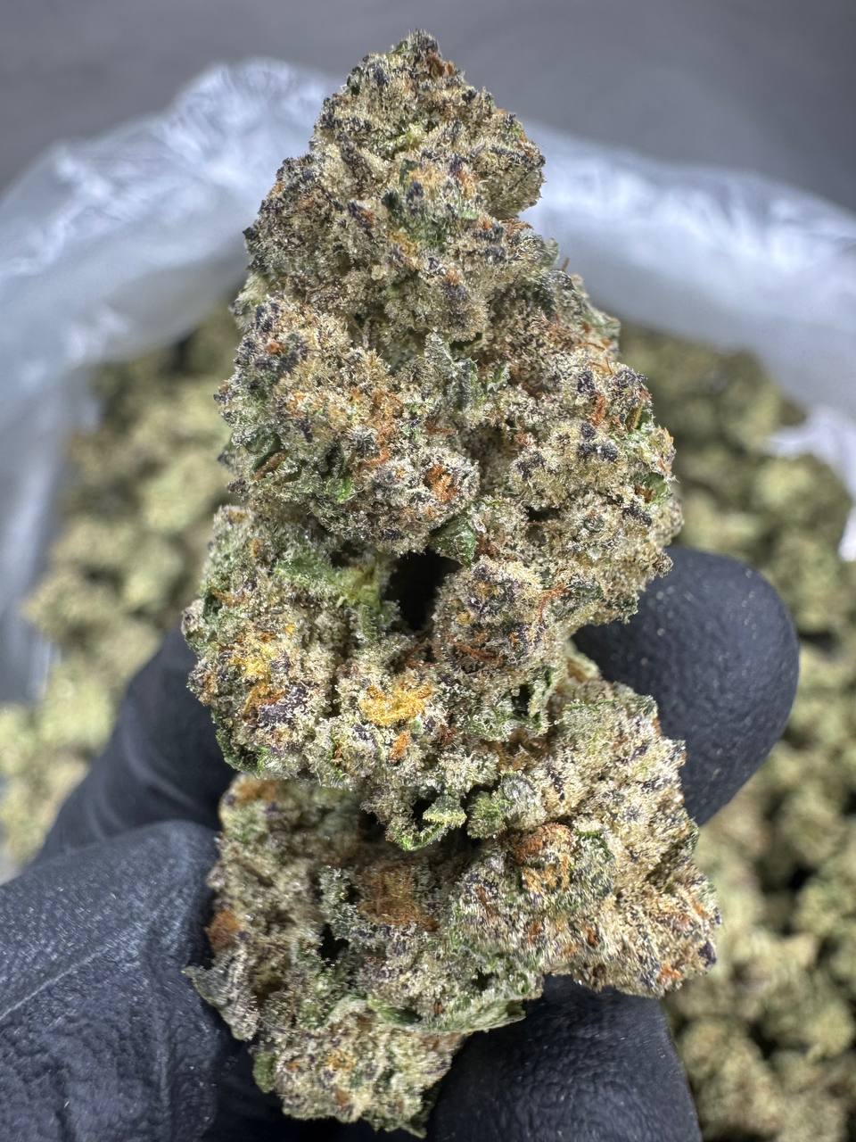 Purple Punch - THCA BULK Flower - Greenhouse