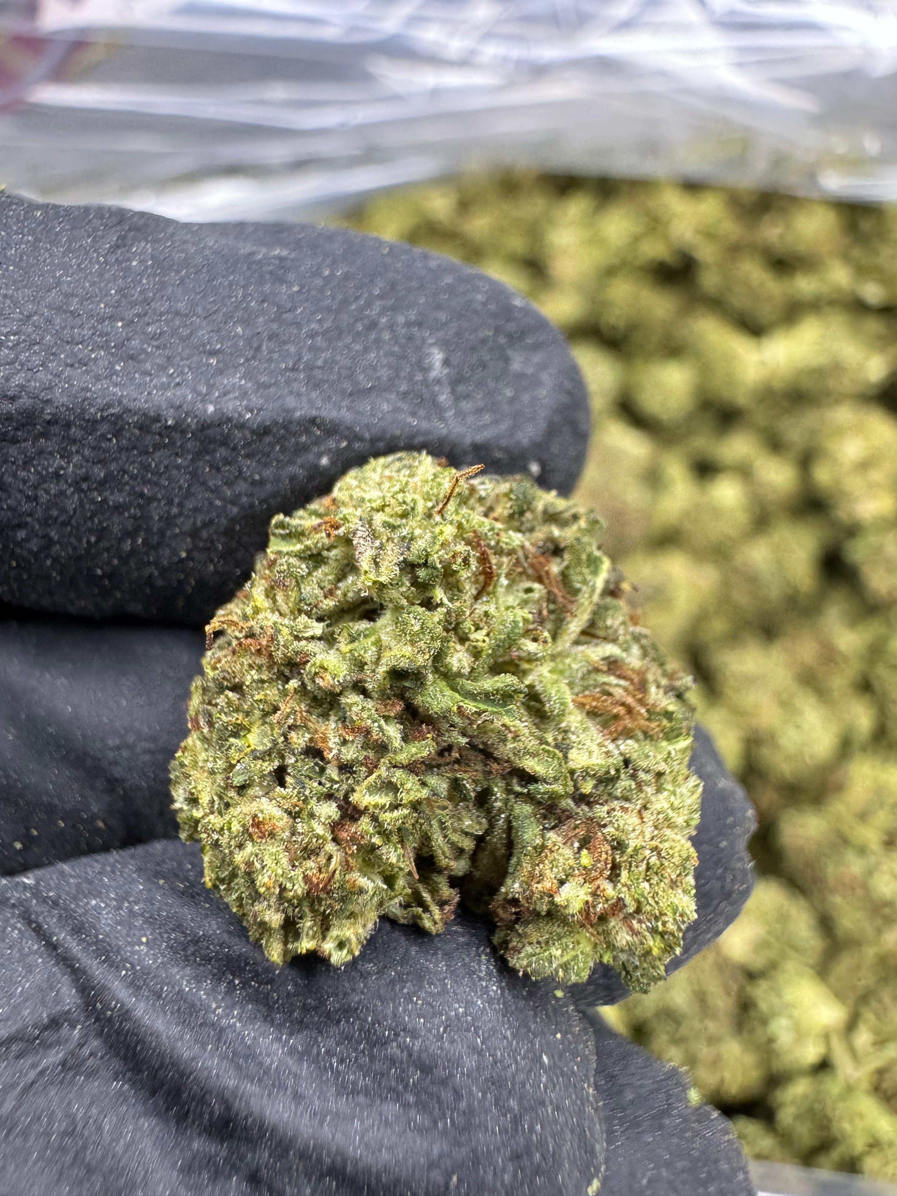 Rainbow Sherbet #11 - THCA BULK Flower - Greenhouse Smalls