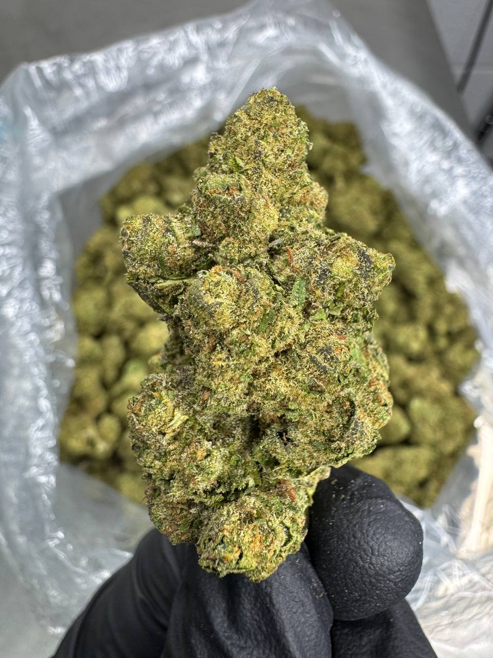 Rainbow Belts - THCA BULK FLOWER - CLASSIC RESERVE