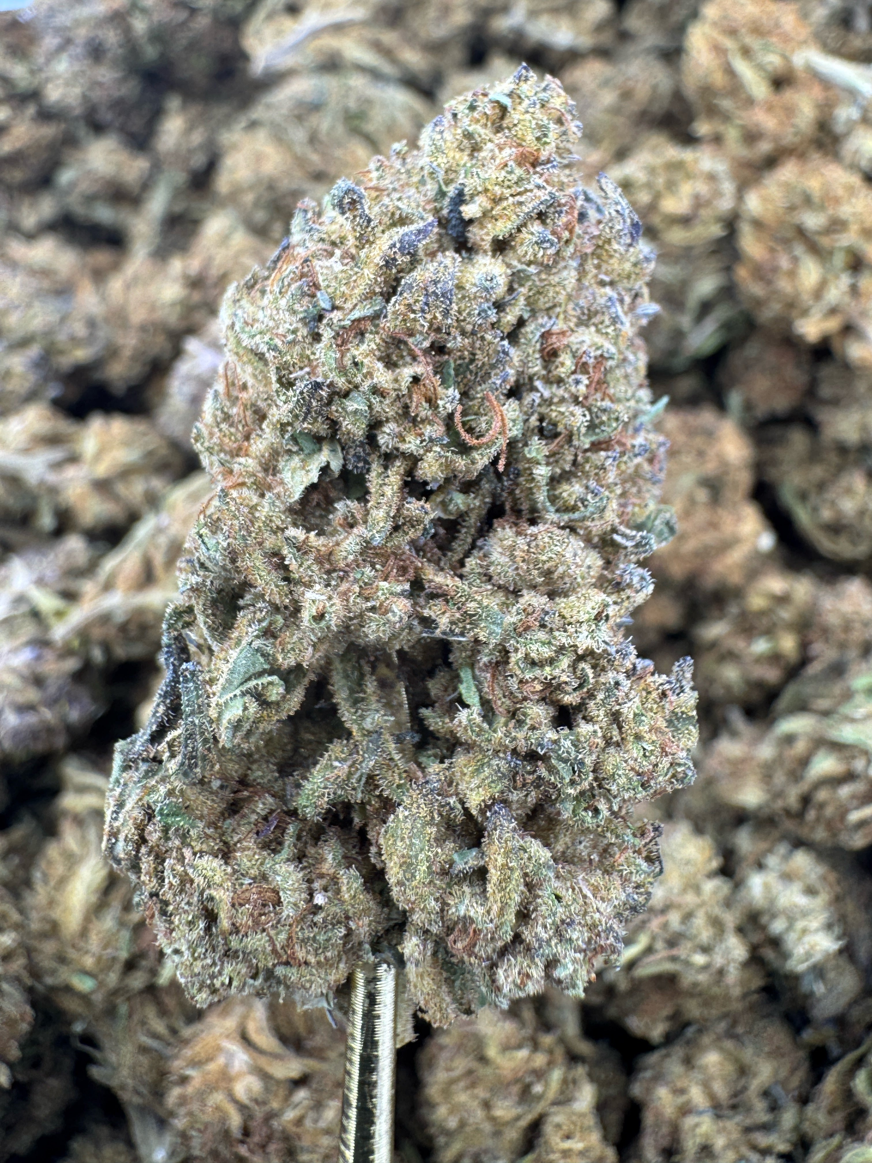 Rainbow Belts - THCA BULK Flower - Sungrown