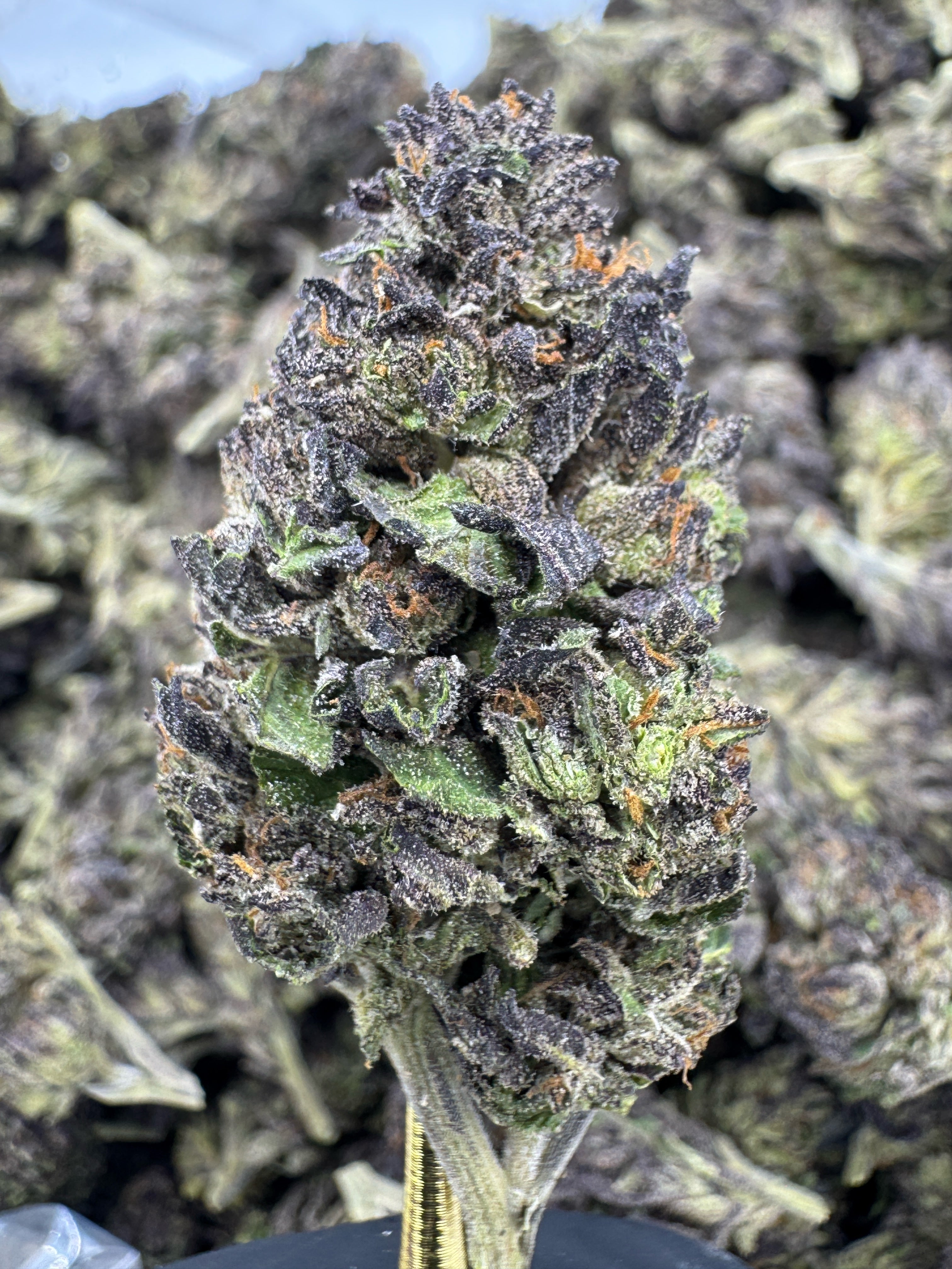 Rainbow Runtz - THCA BULK Flower - Sungrown