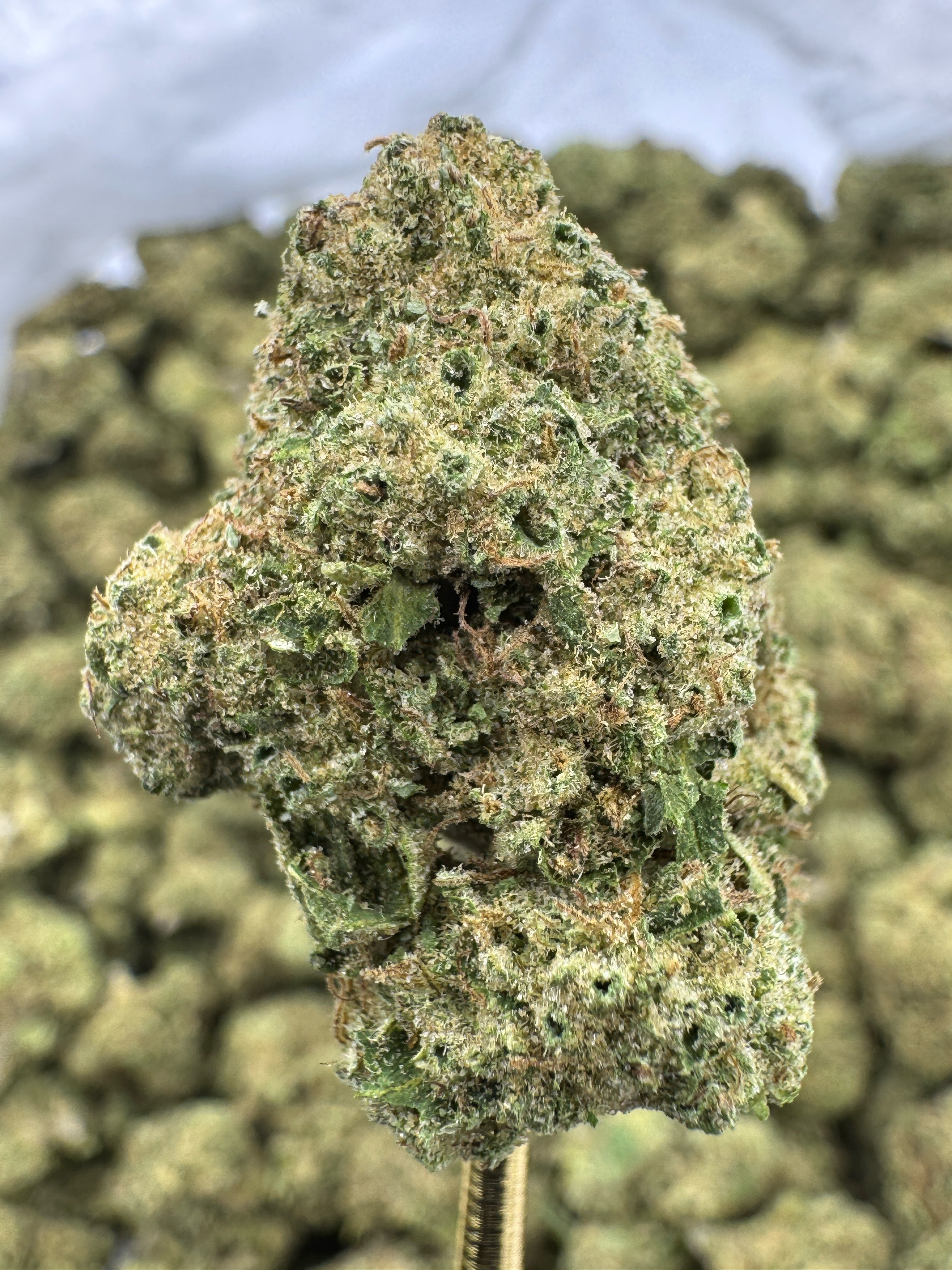 Rainbow Runtz - THCA BULK Flower - Greenhouse