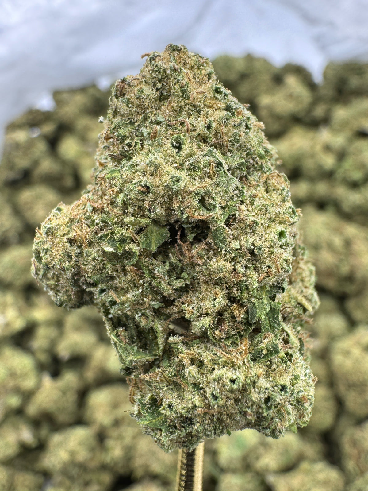 Rainbow Runtz - THCA BULK Flower - Greenhouse