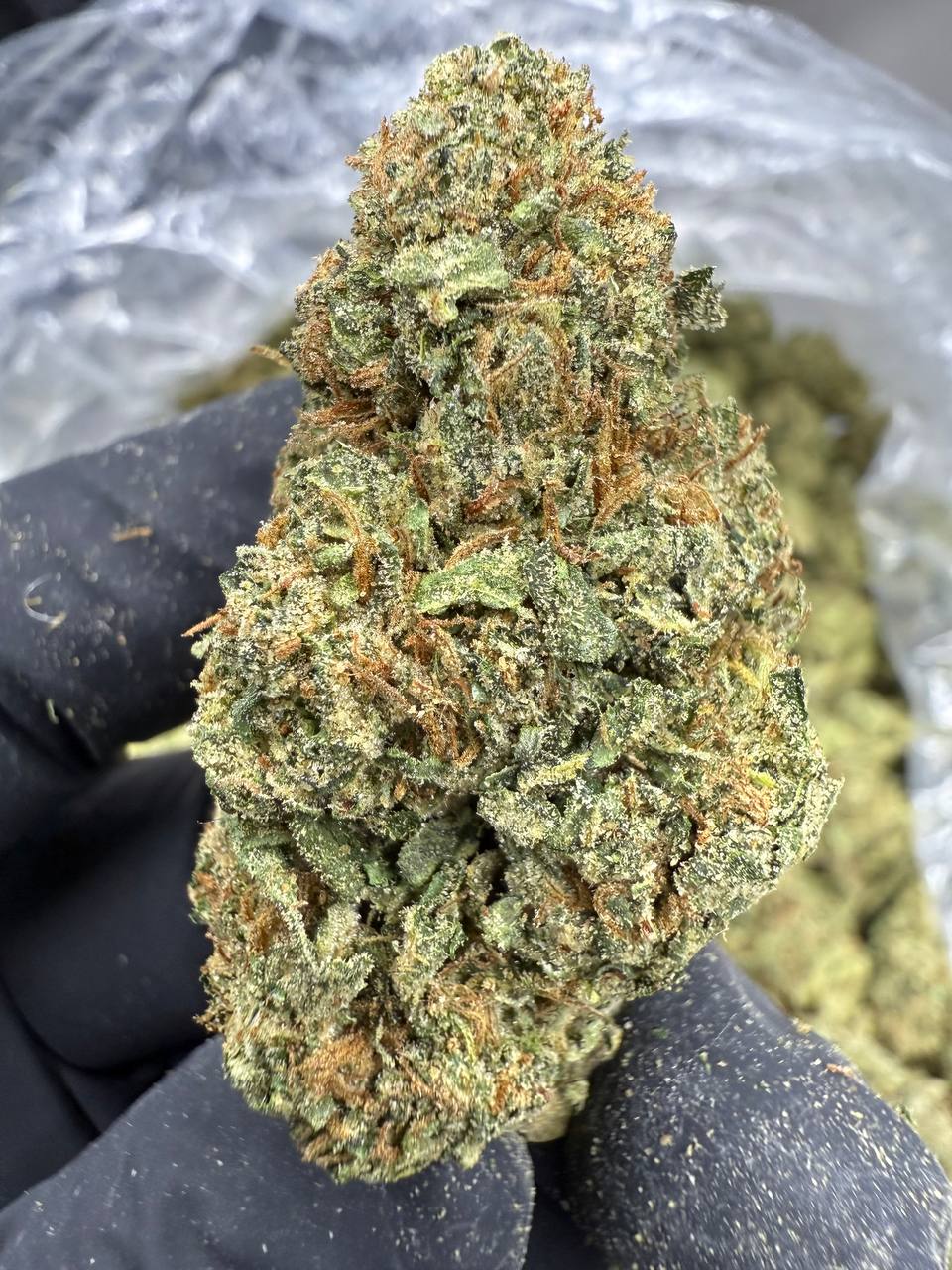 Rainbow Runtz - THCA BULK FLOWER - TOP SHELF