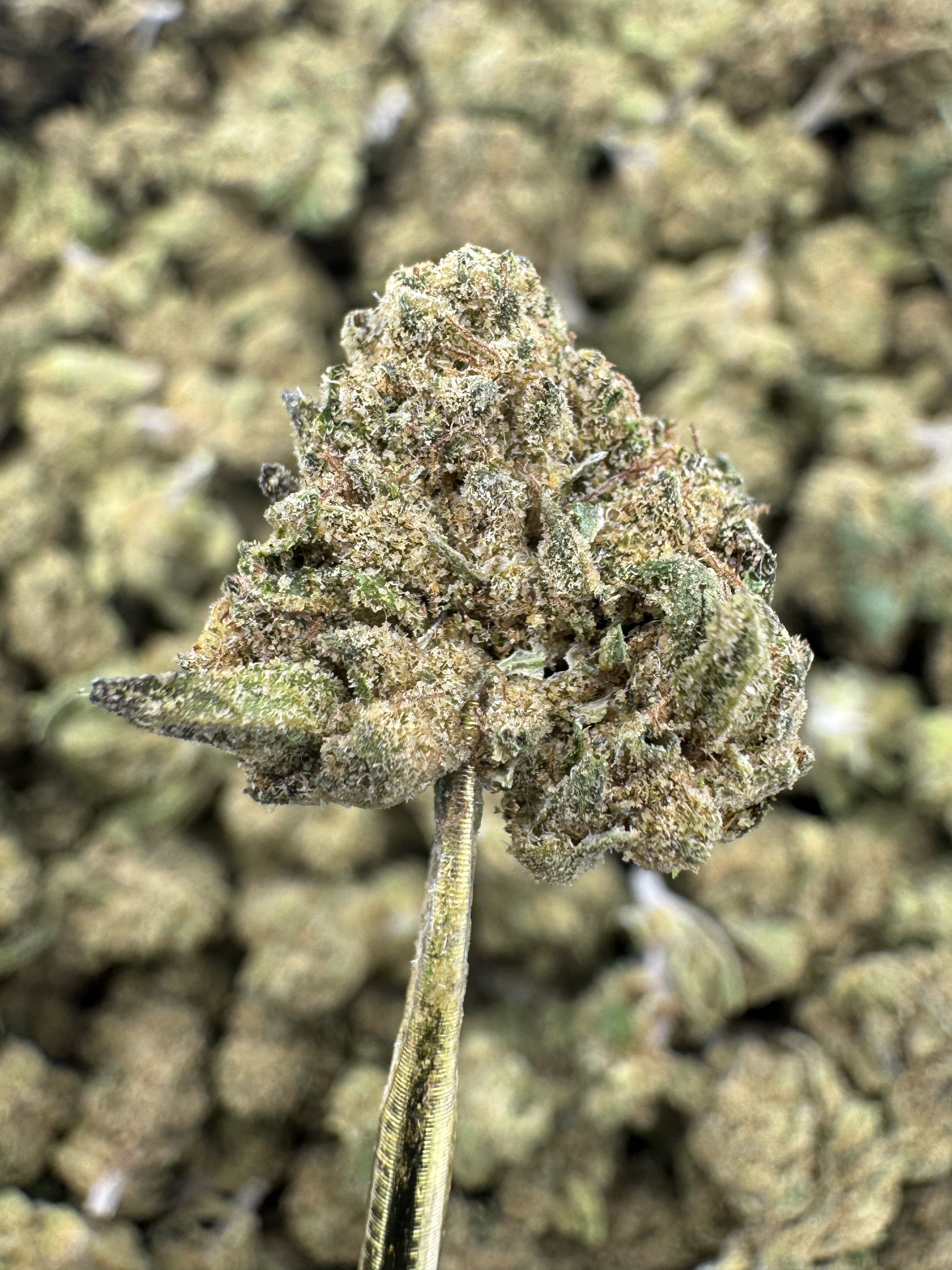 Rainbow Sherbet - THCA Flower - Indoor Gold Nuggets