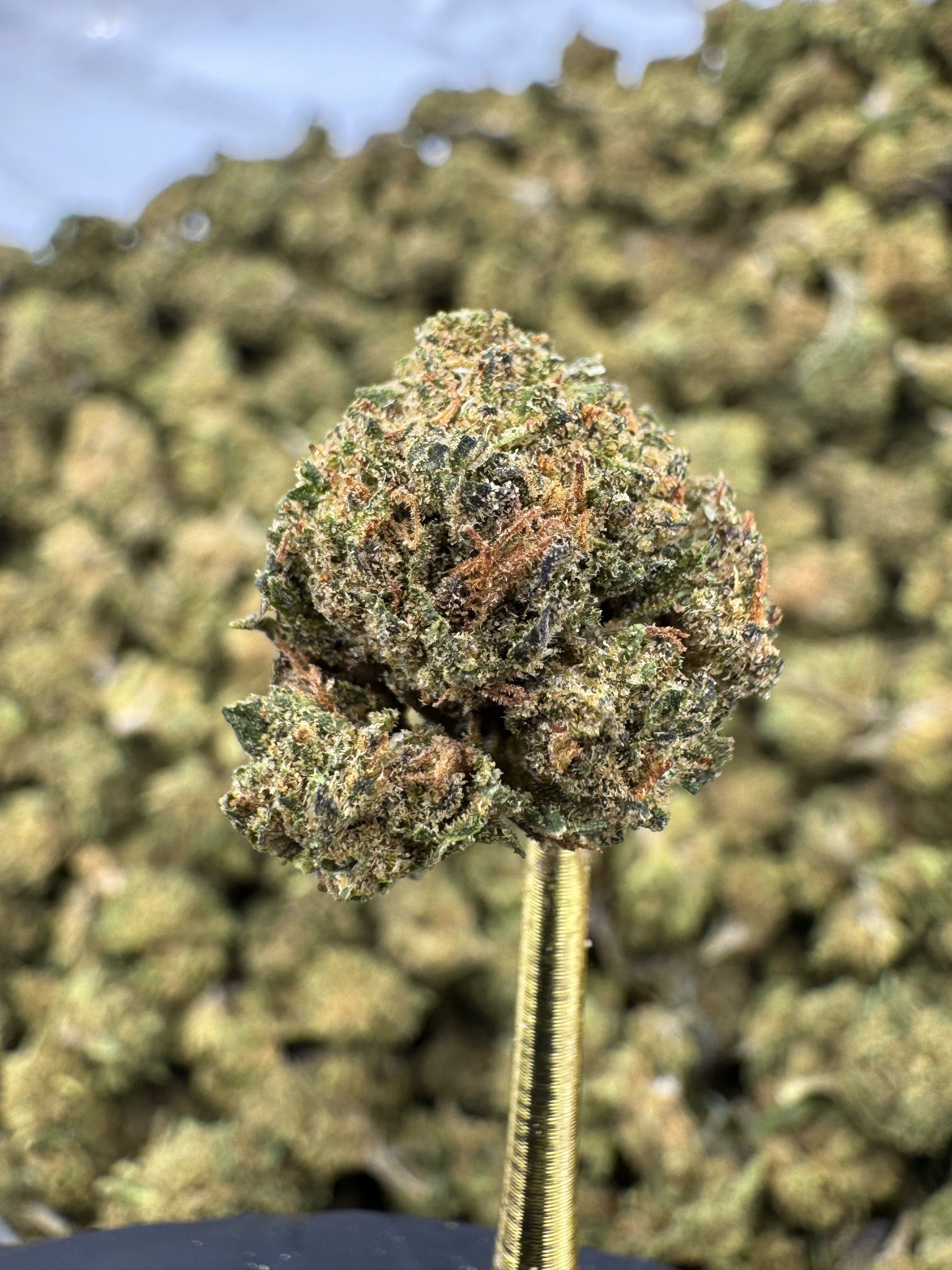 Rogue OG - CBD Flower - Sungrown Gold Nuggets