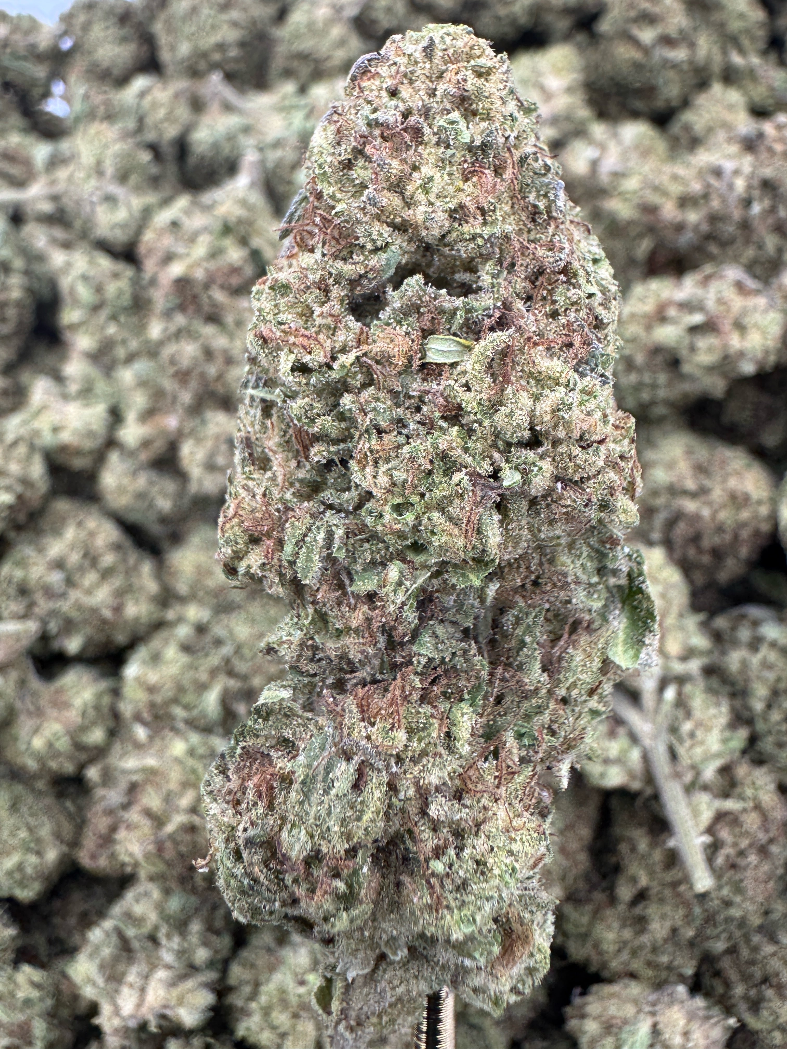 Runtz - THCA Flower - Greenhouse Top Cut