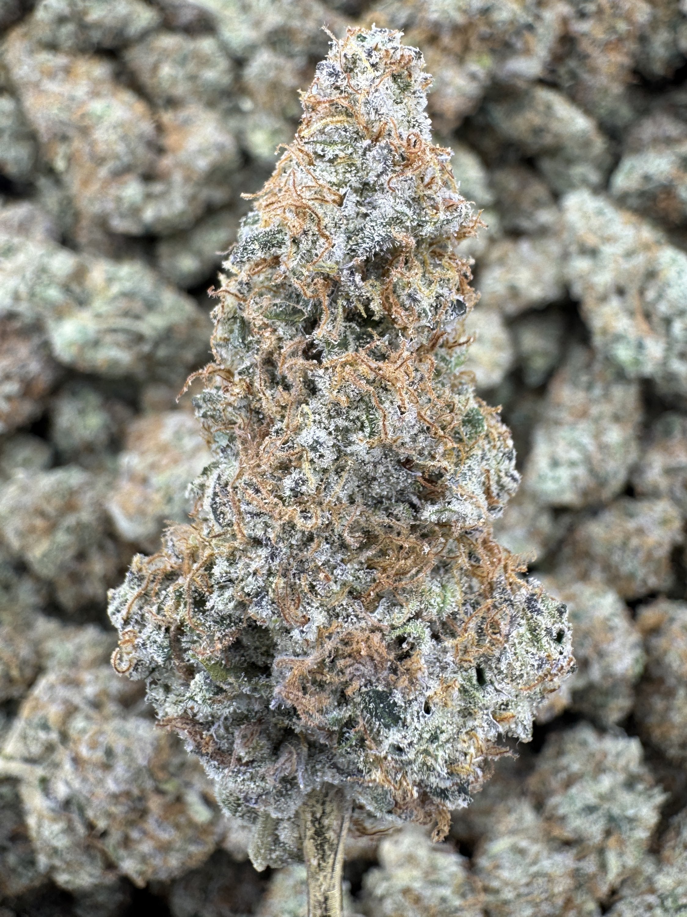 Sheesh - THCA BULK Flower - Indoor Exotic