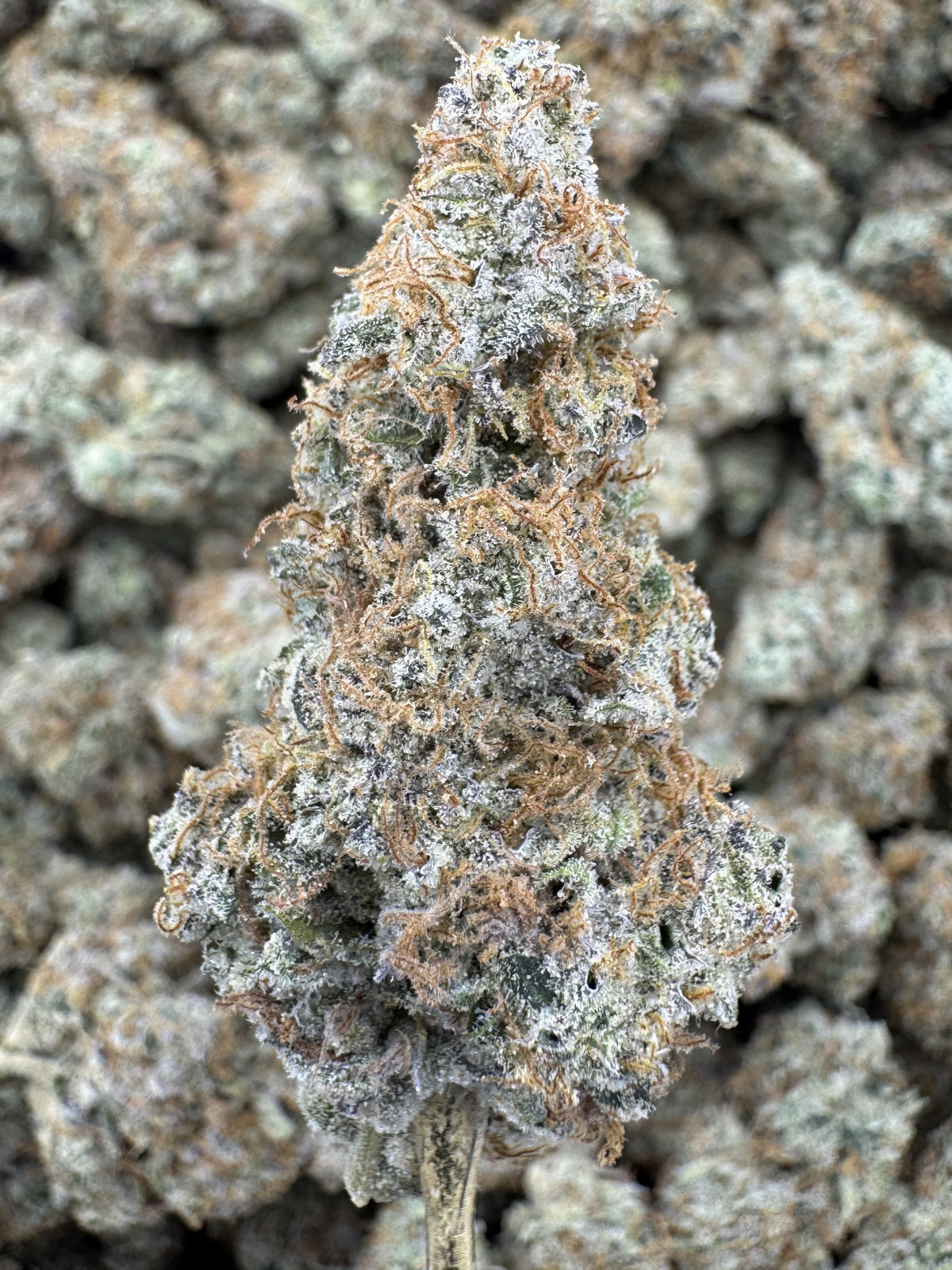 Sheesh - THCA BULK Flower - Indoor Exotic