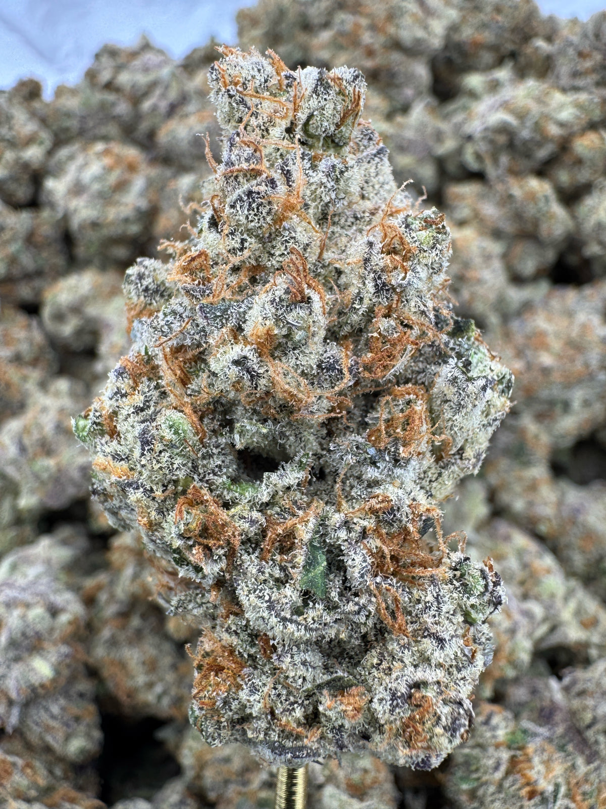Sheesh - THCA Flower - Indoor Top Cut Exotic