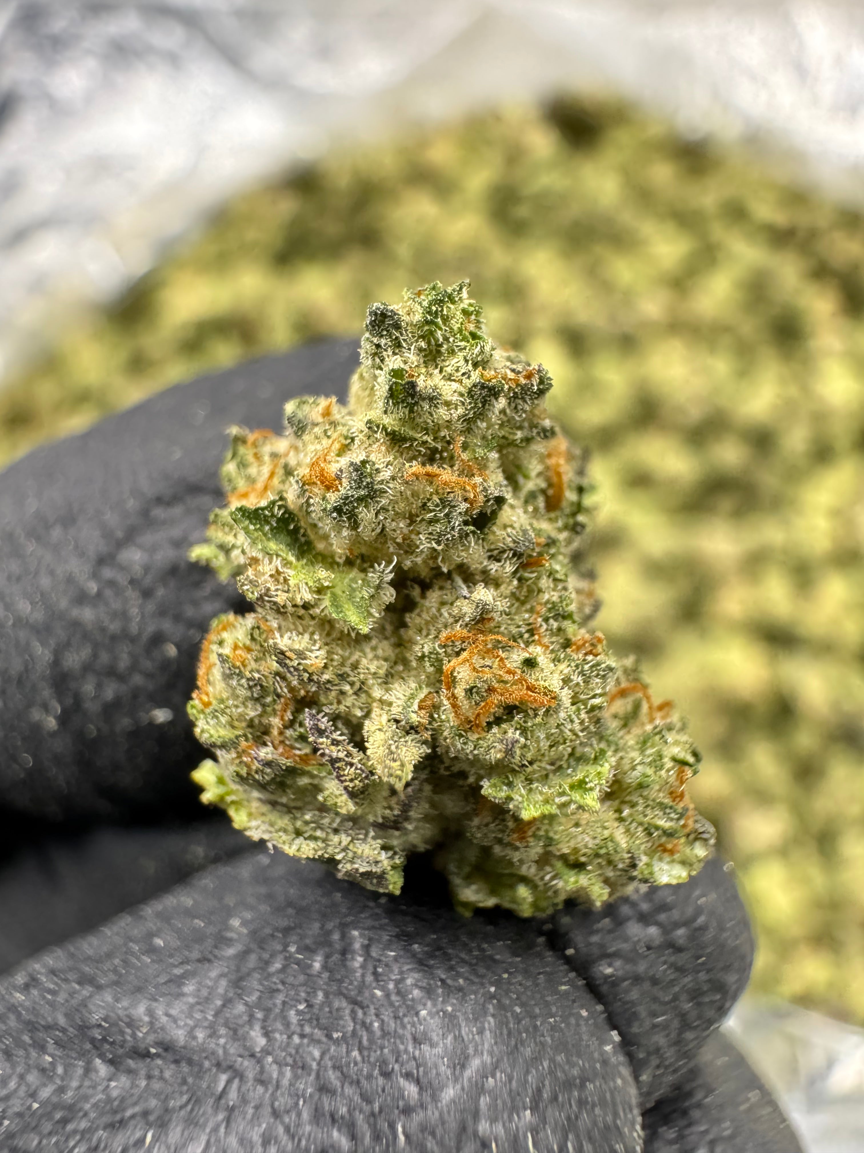 Sherb Breath - THCA BULK Flower - Greenhouse Smalls