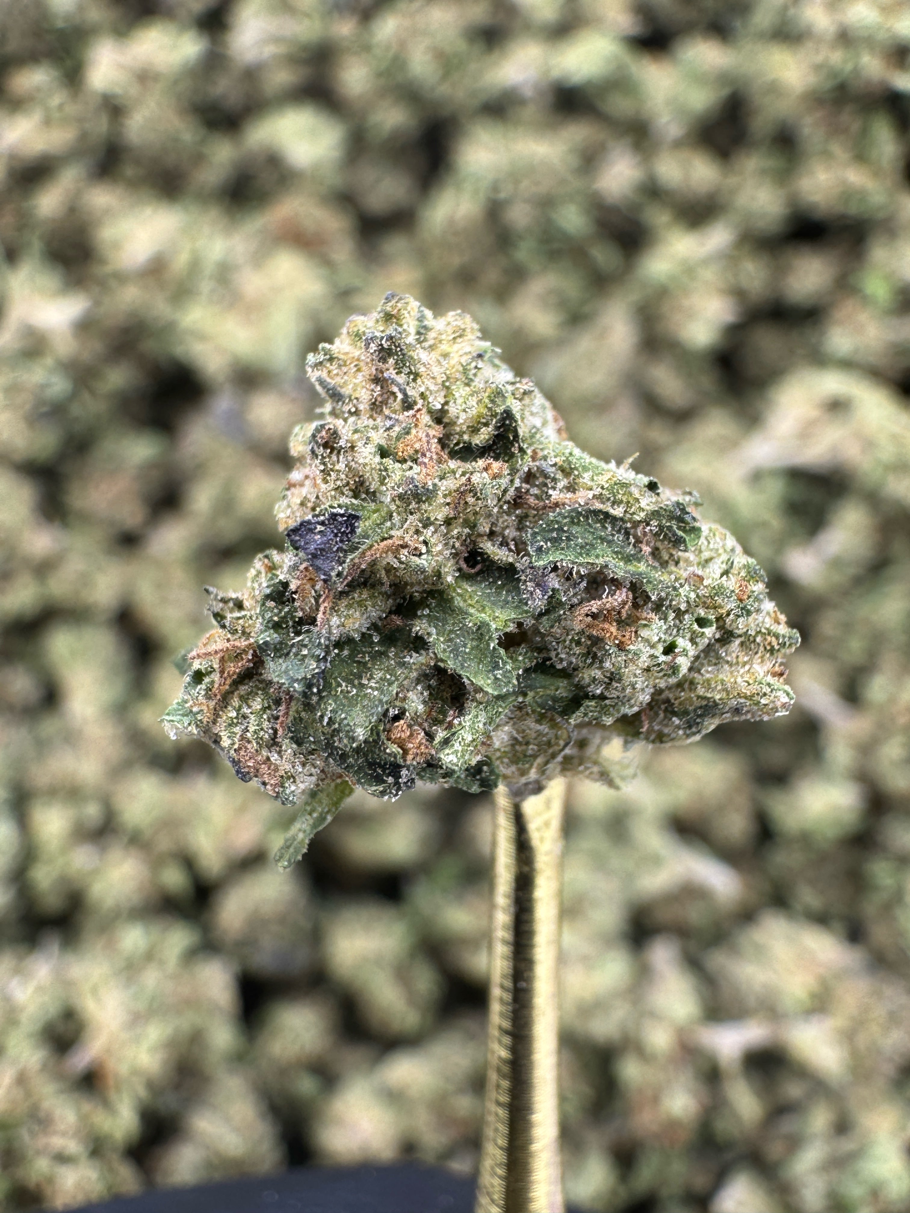 Sherbanger - THCA Flower - Sungrown Gold Nuggets
