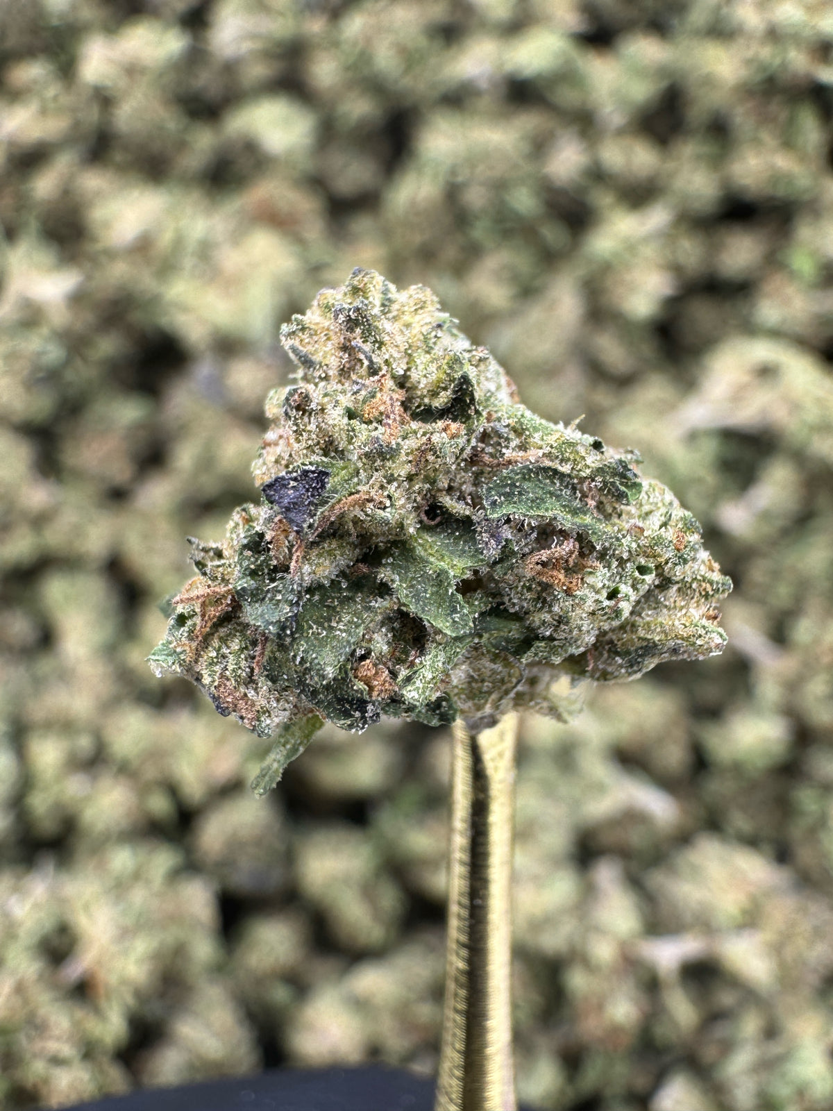 Sherbanger - THCA Flower - Sungrown Gold Nuggets