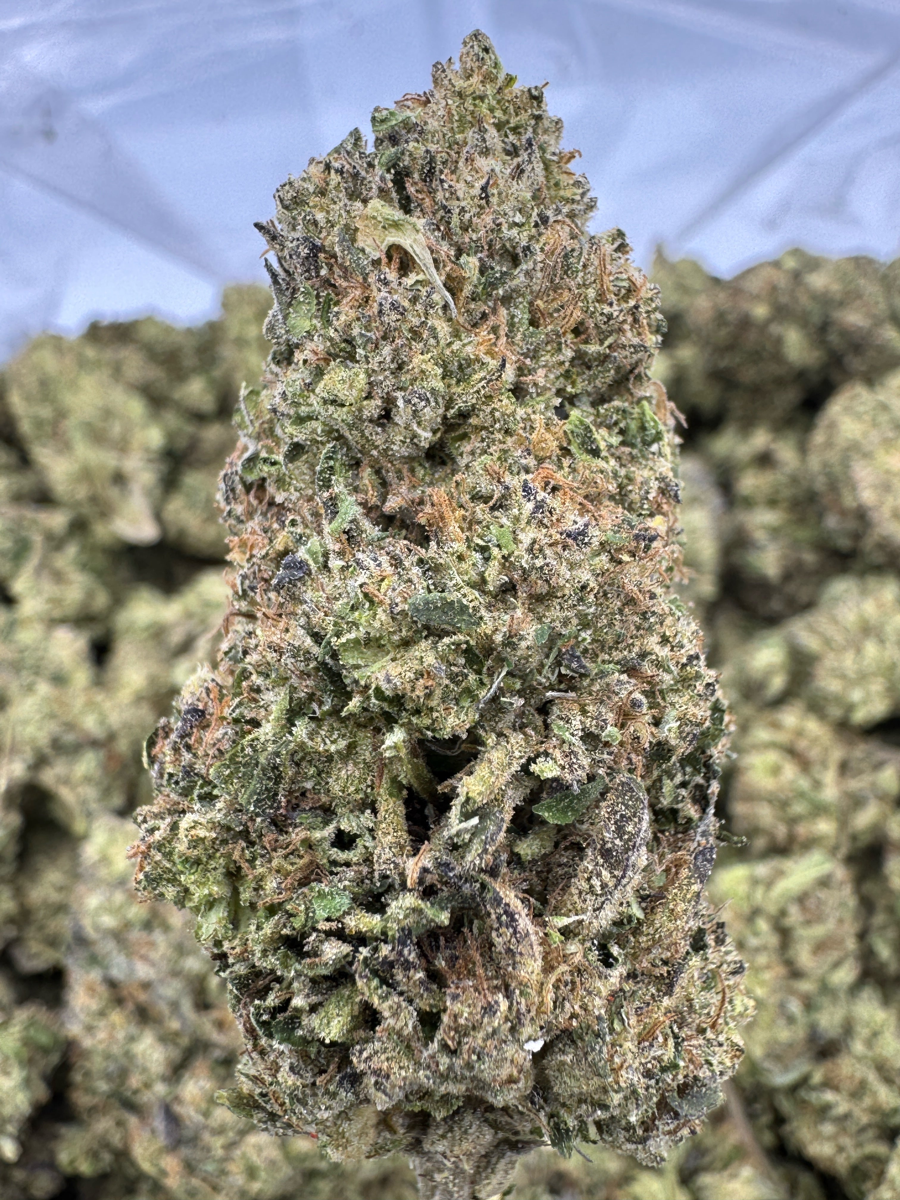 Sherblato - THCA Flower - Greenhouse Top Cut