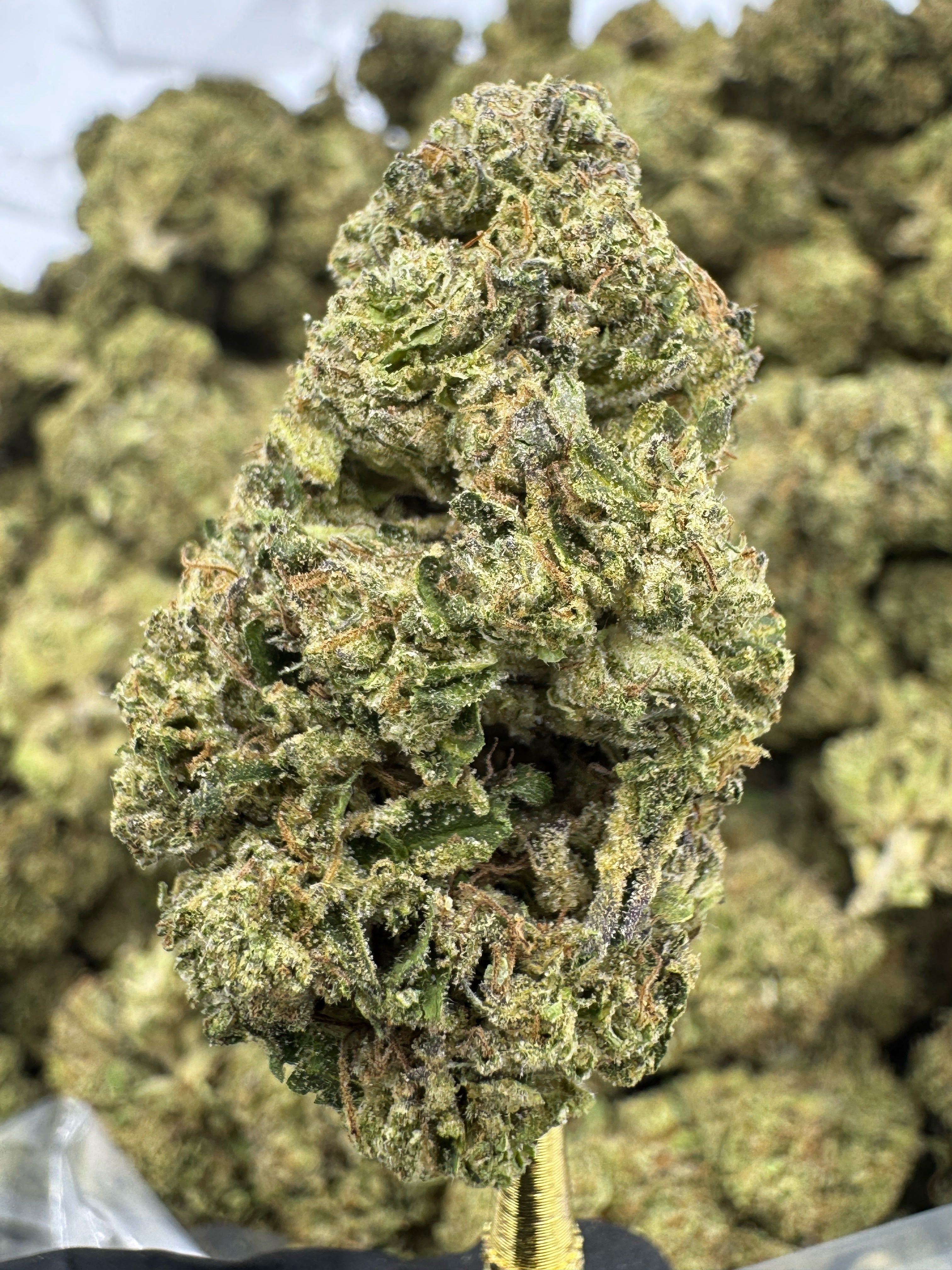 Sherblato - THCA BULK Flower - Greenhouse