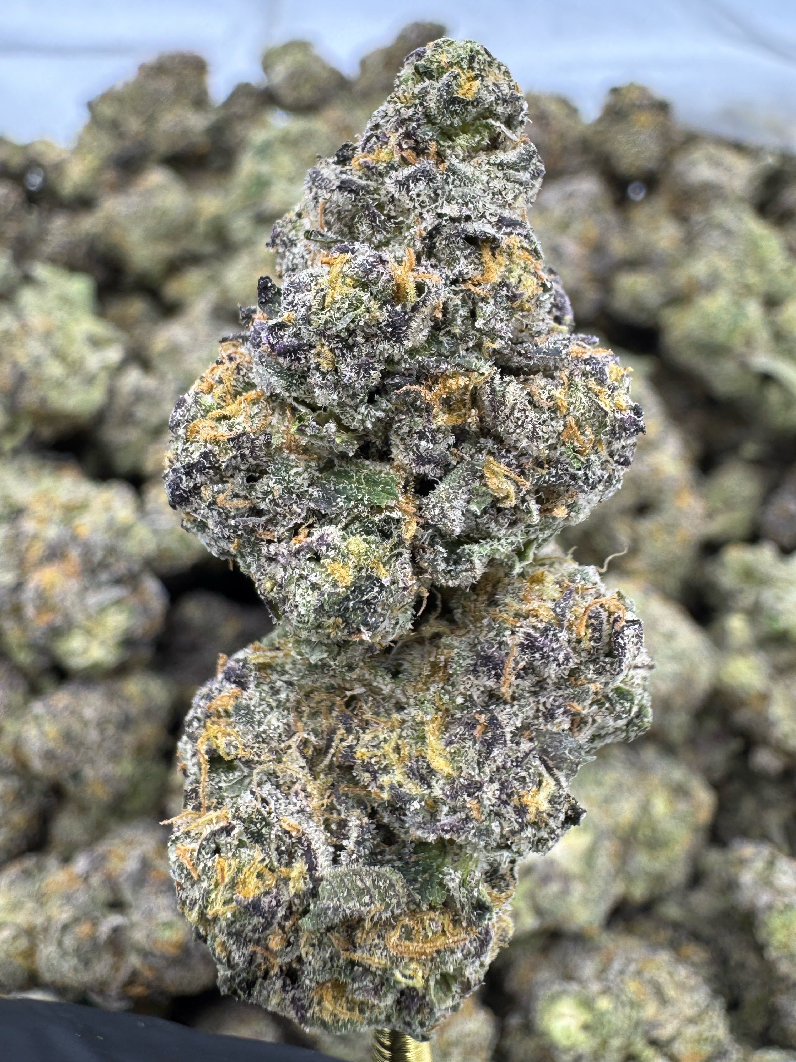 Sherlato - THCA BULK Flower - Indoor Exotic