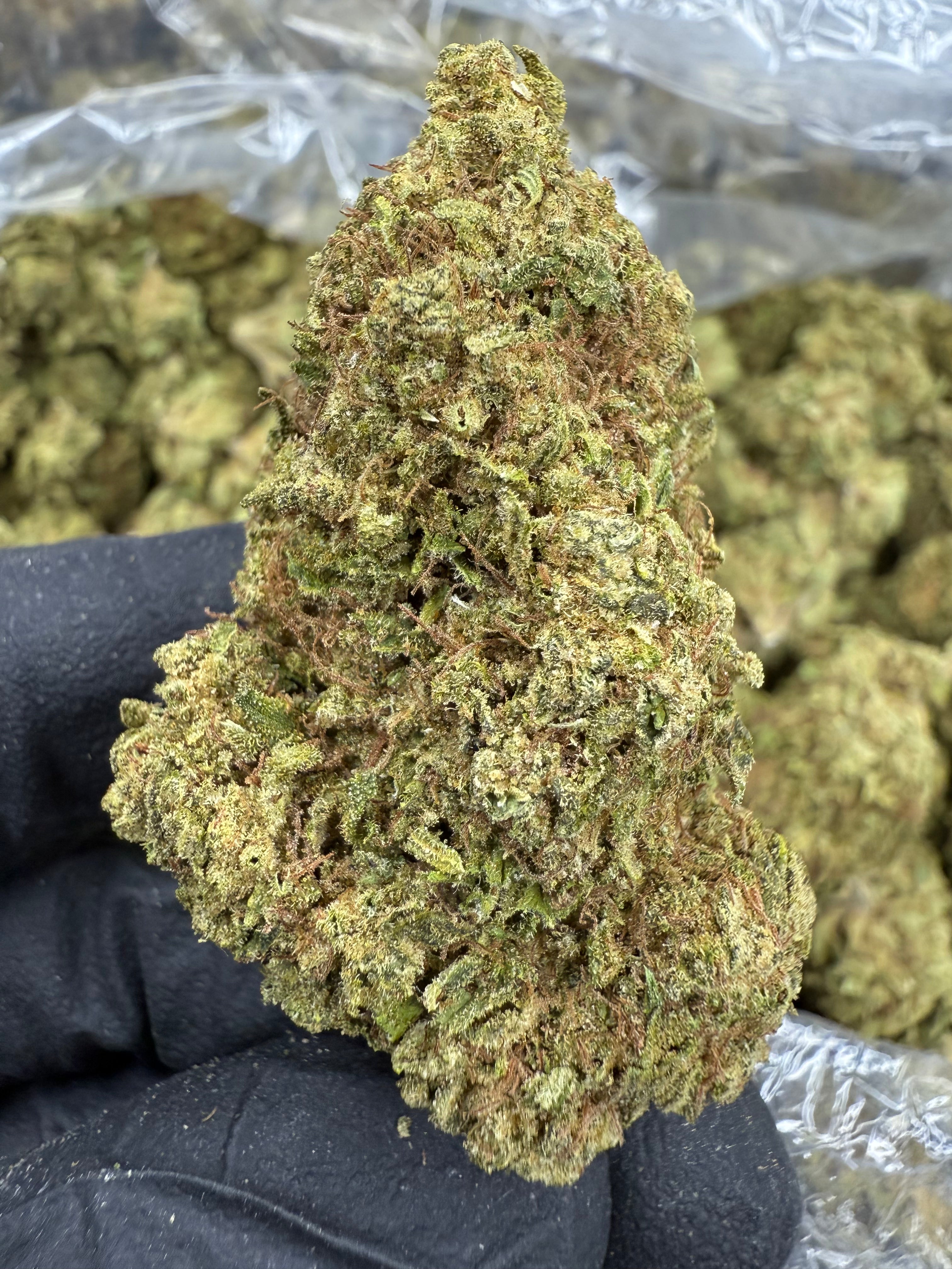 Silver Haze Kush - THCA Flower - Sungrown Top Cut