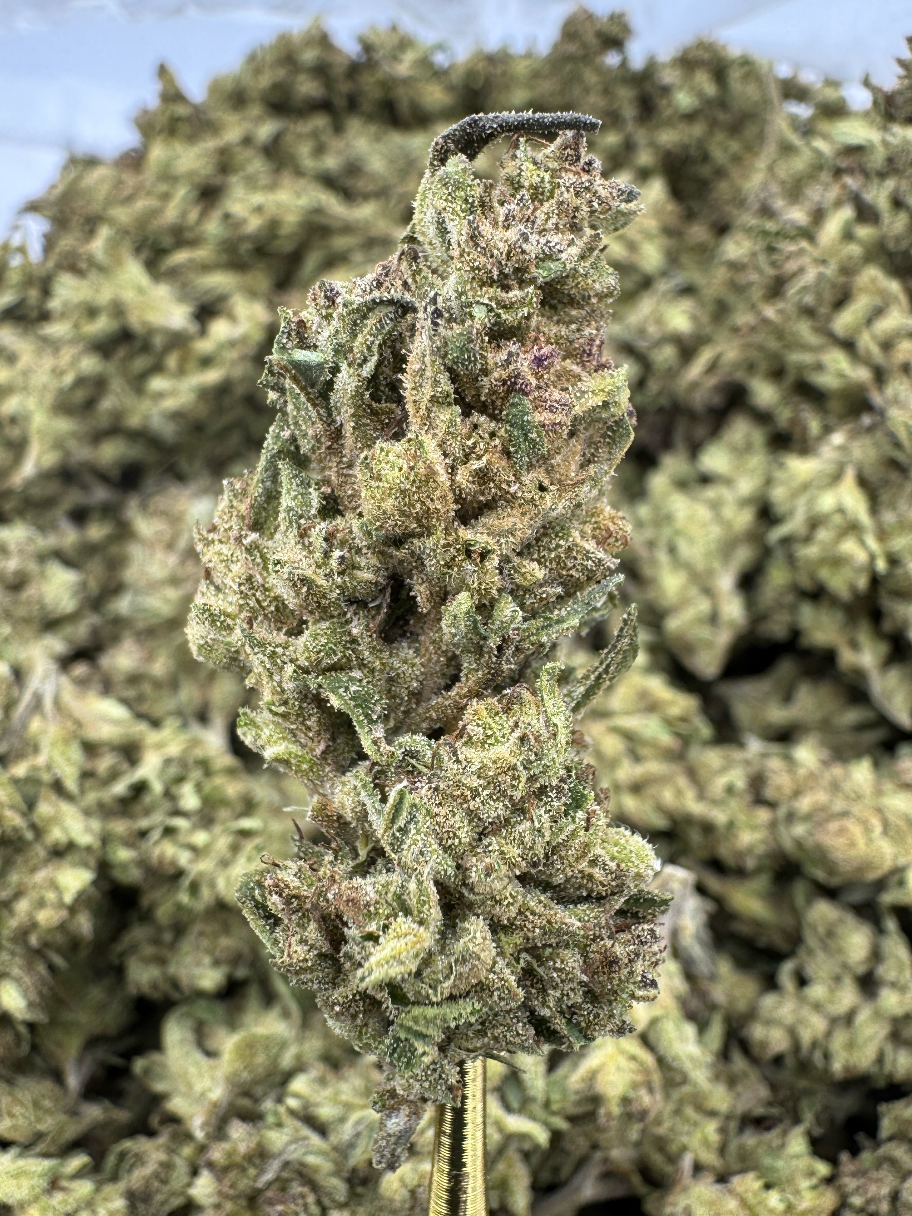 Silver Haze Kush - THCA BULK Flower - Sungrown