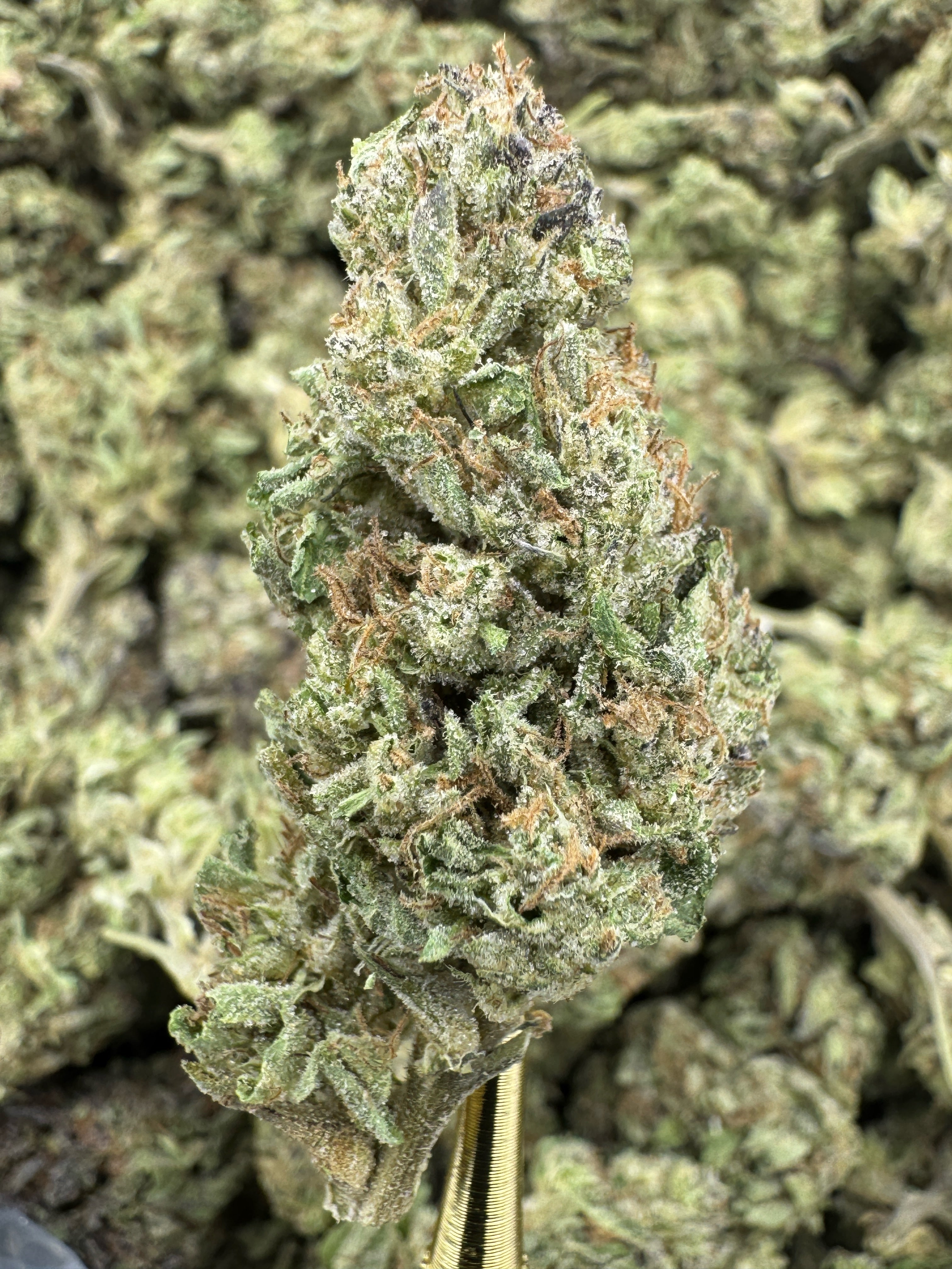 Slurricane X Grease Monkey - THCA BULK Flower - Sungrown