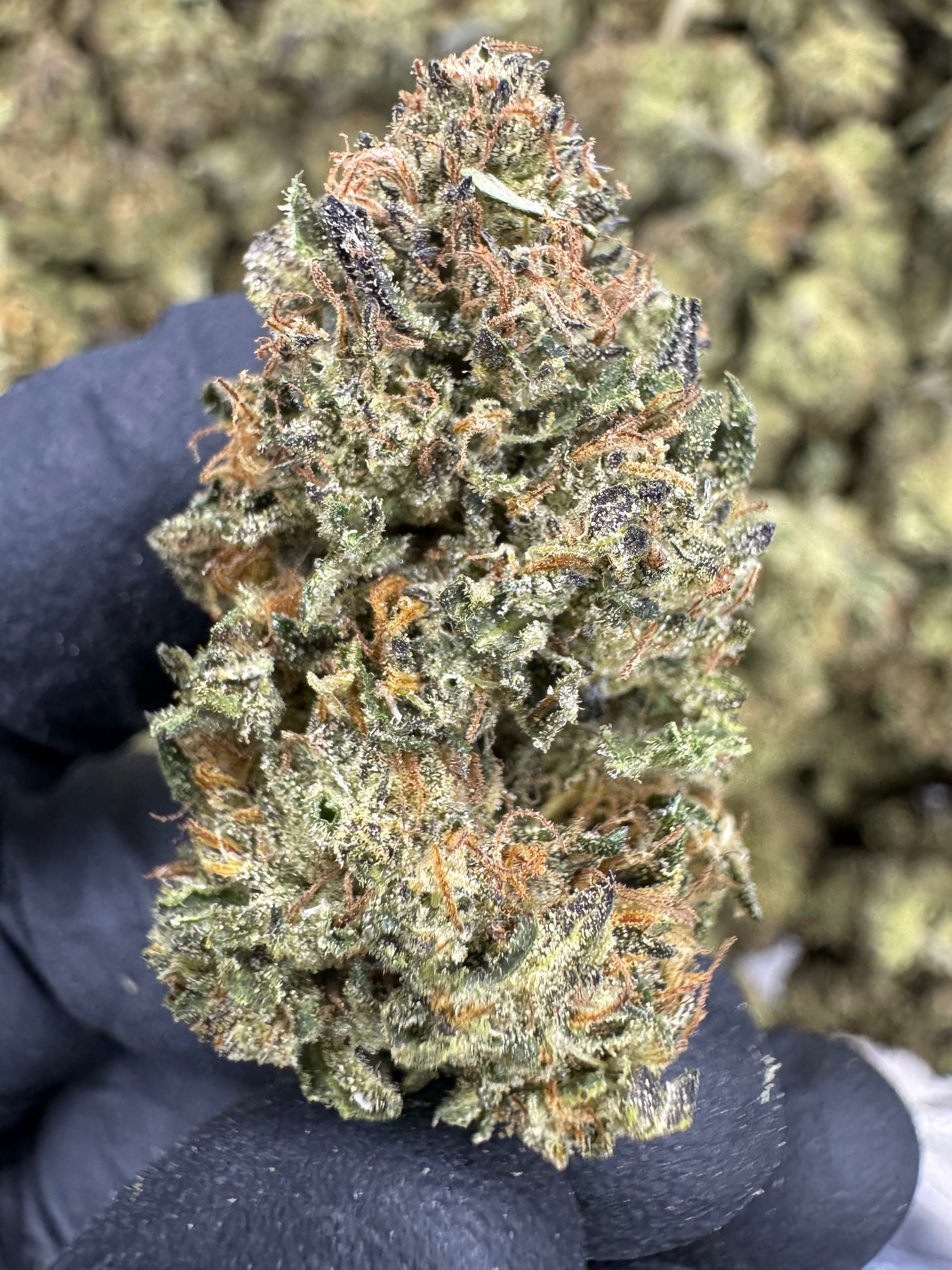 Slurricane X Grease Monkey - THCA Flower - Sungrown Top Cut