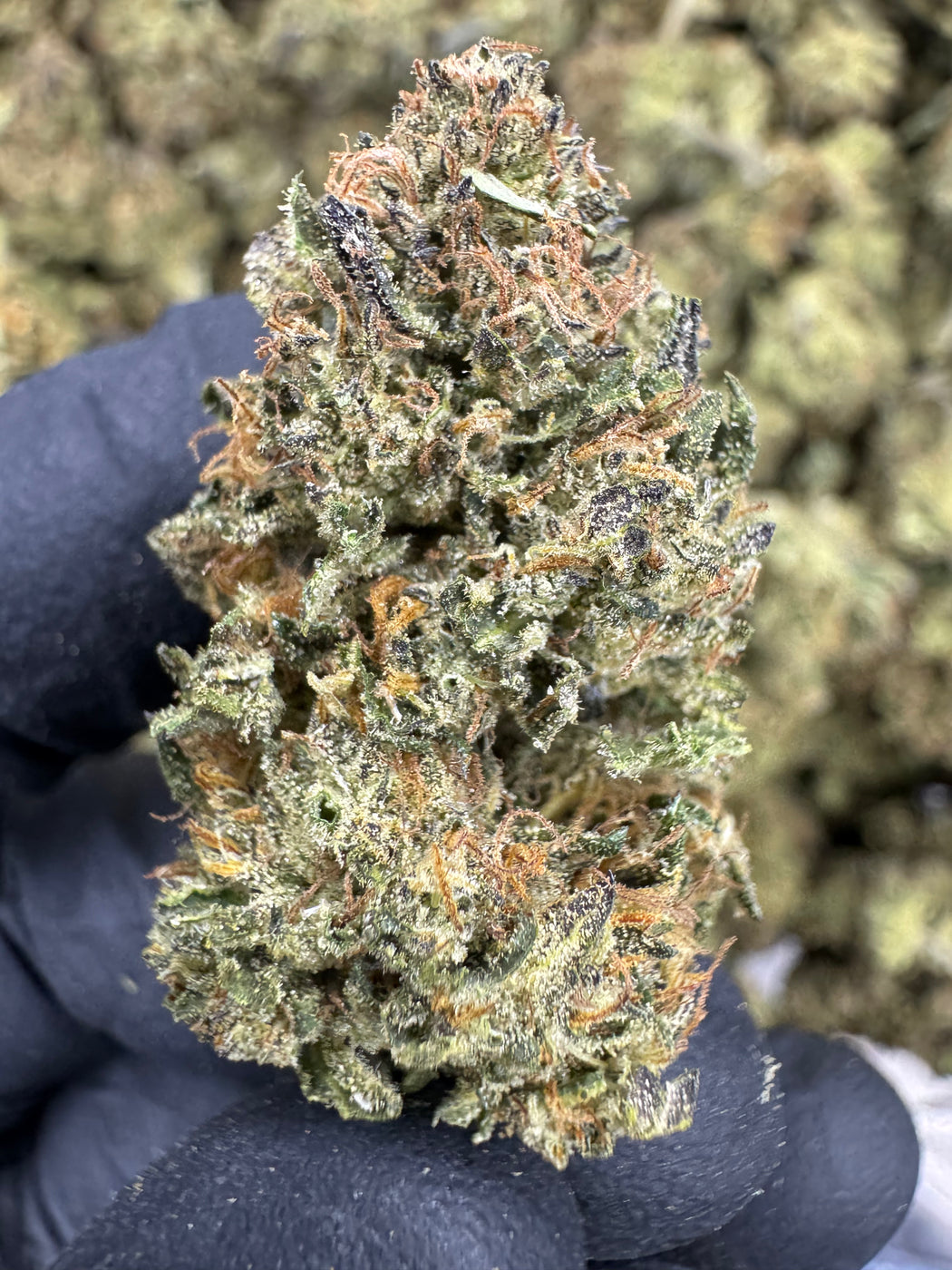 Slurricane X Grease Monkey - THCA BULK FLOWER - CLASSIC RESERVE