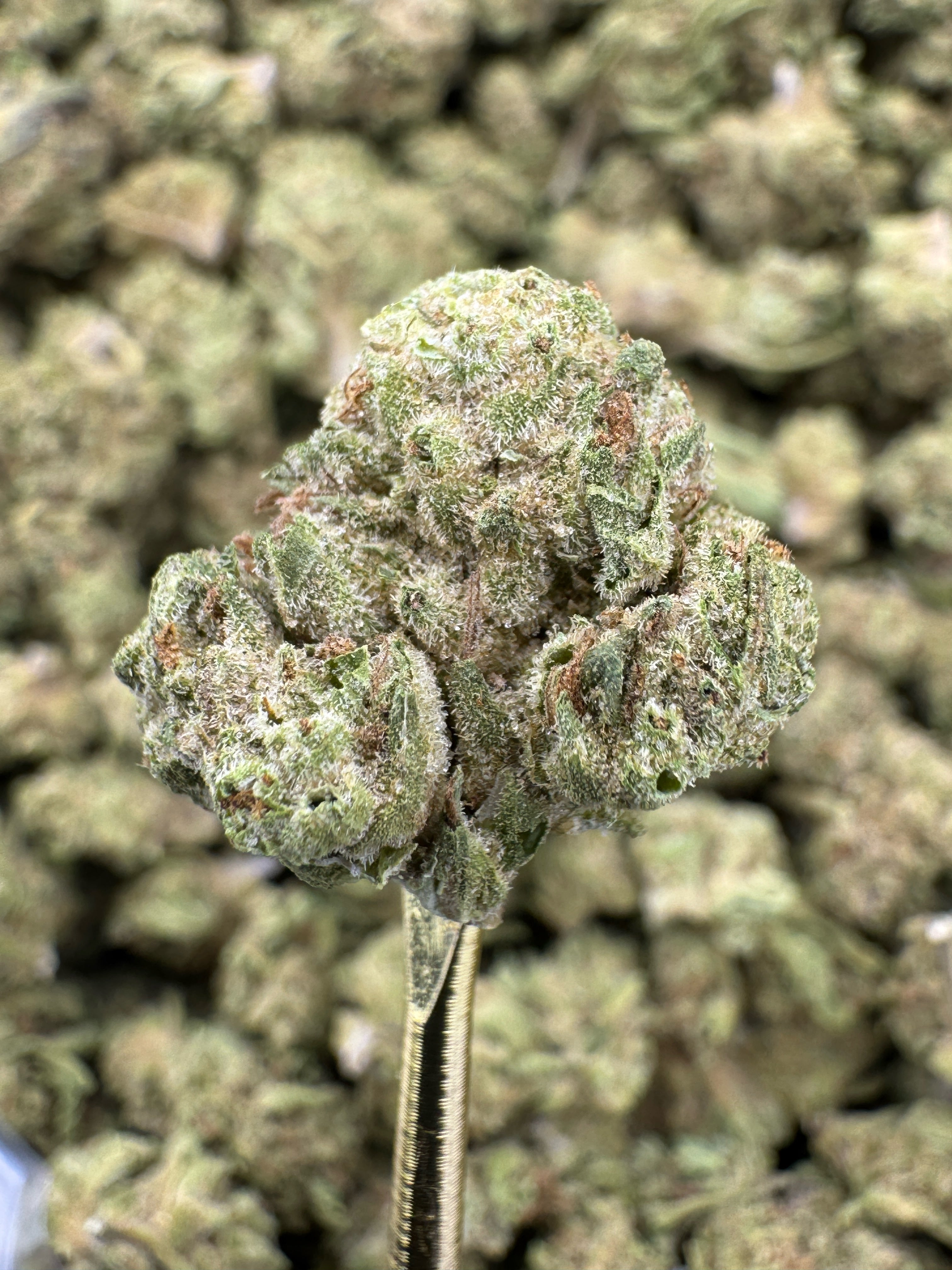 Snowball - THCA Flower - Indoor Gold Nuggets