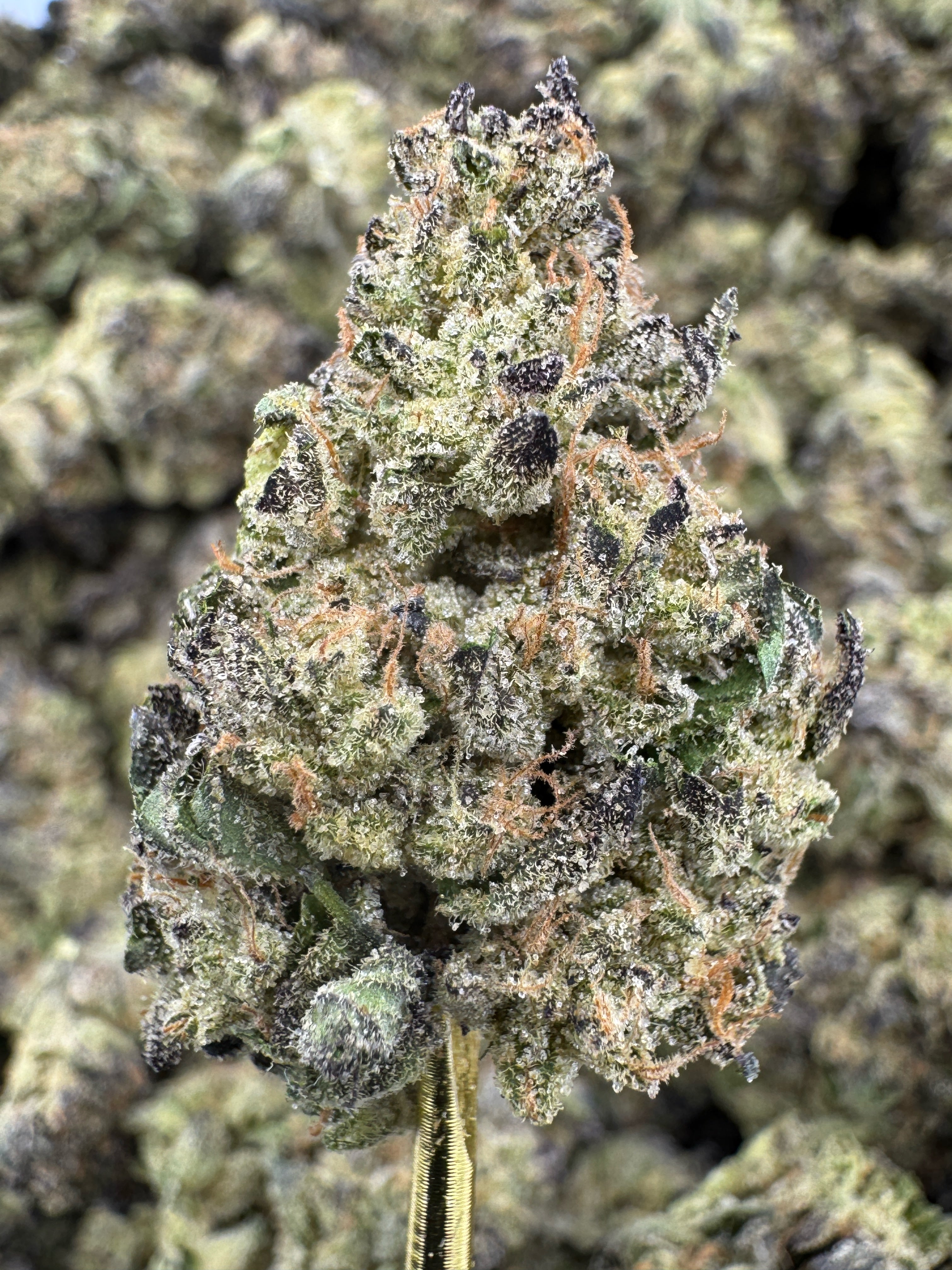 Snowball - THCA BULK Flower - Indoor