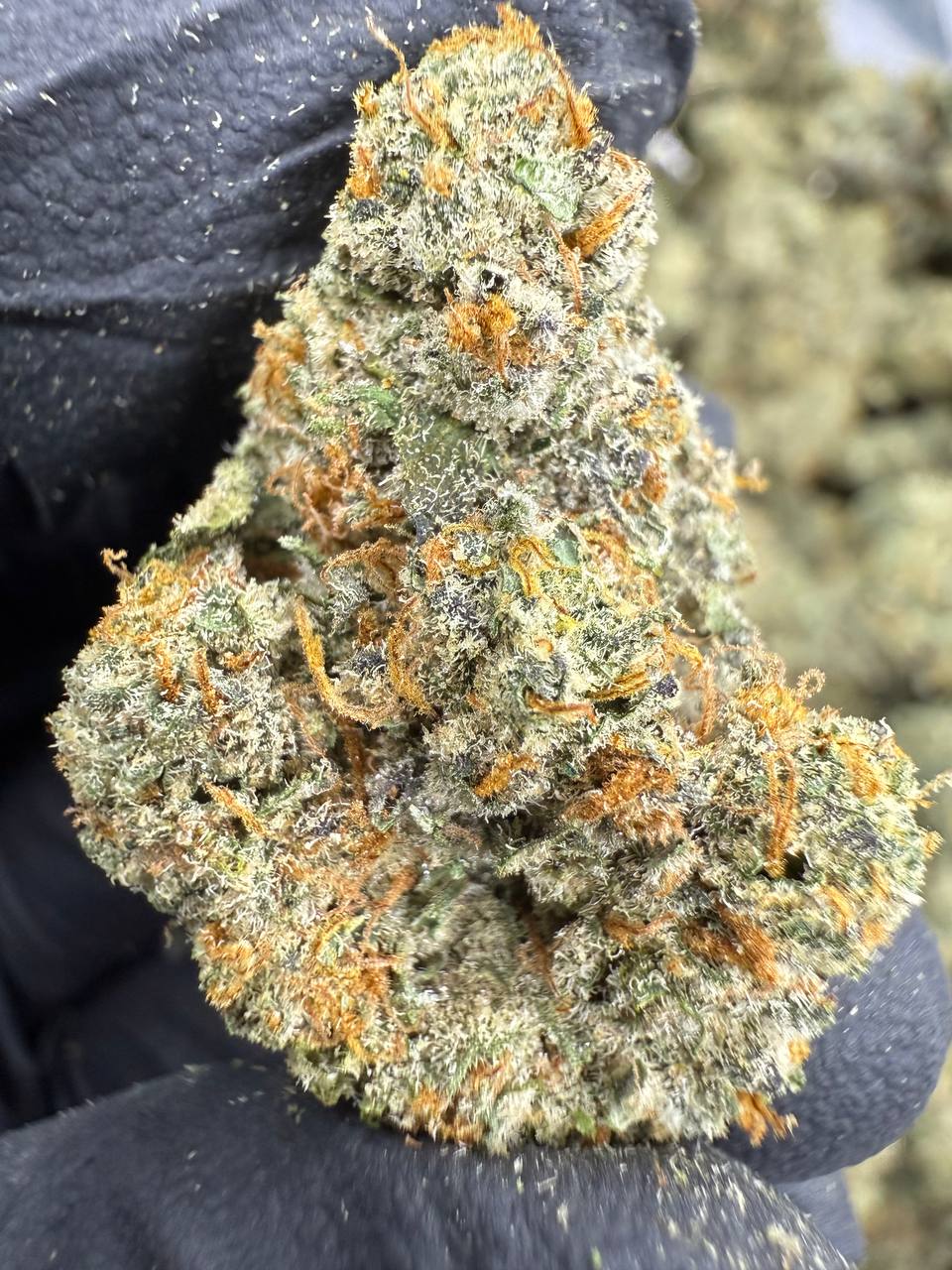 Sour Cherry Gelato - THCA BULK FLOWER - EXOTIC INDOOR