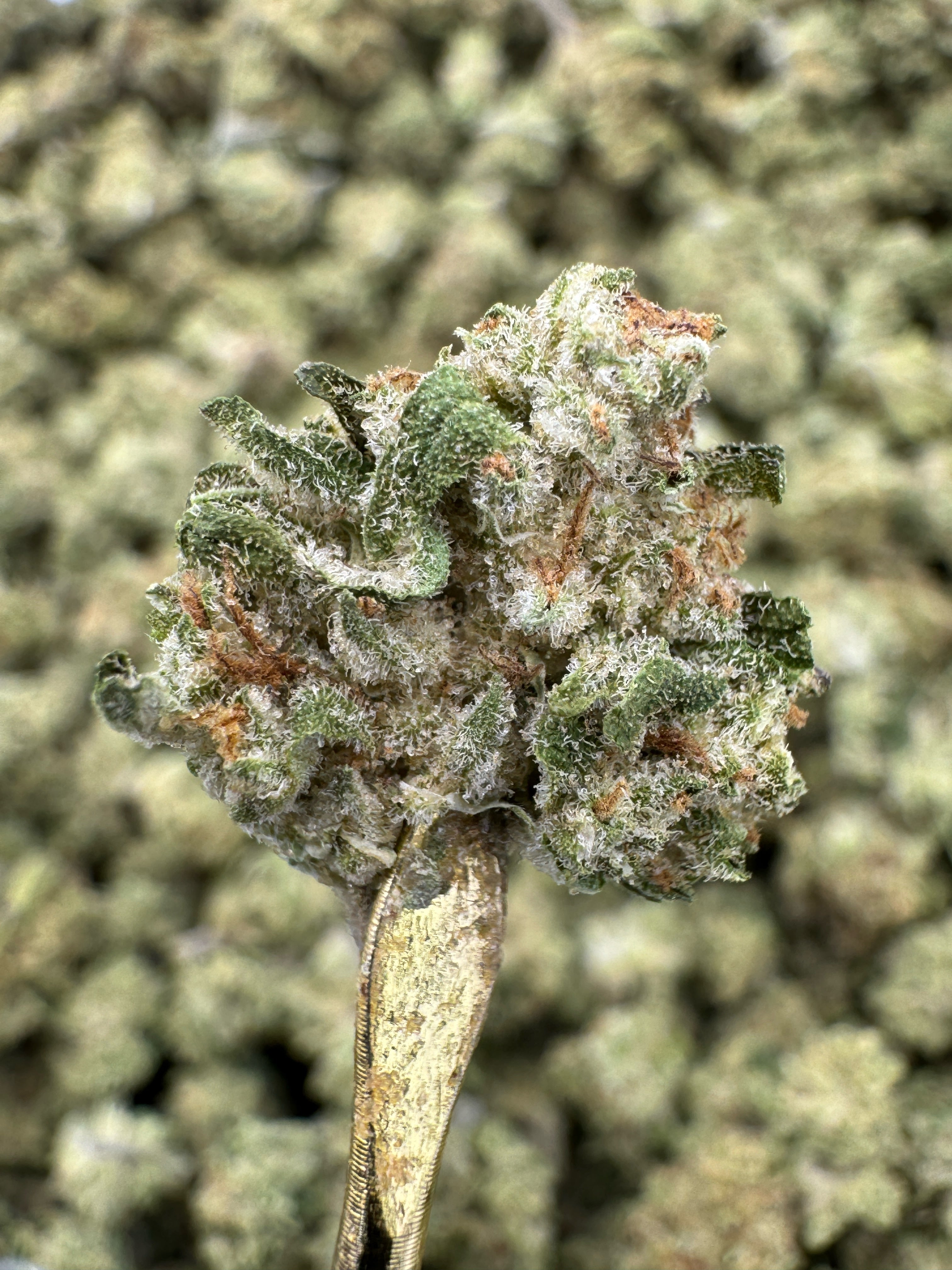 Sour Diesel - THCA Flower - Greenhouse Gold Nuggets