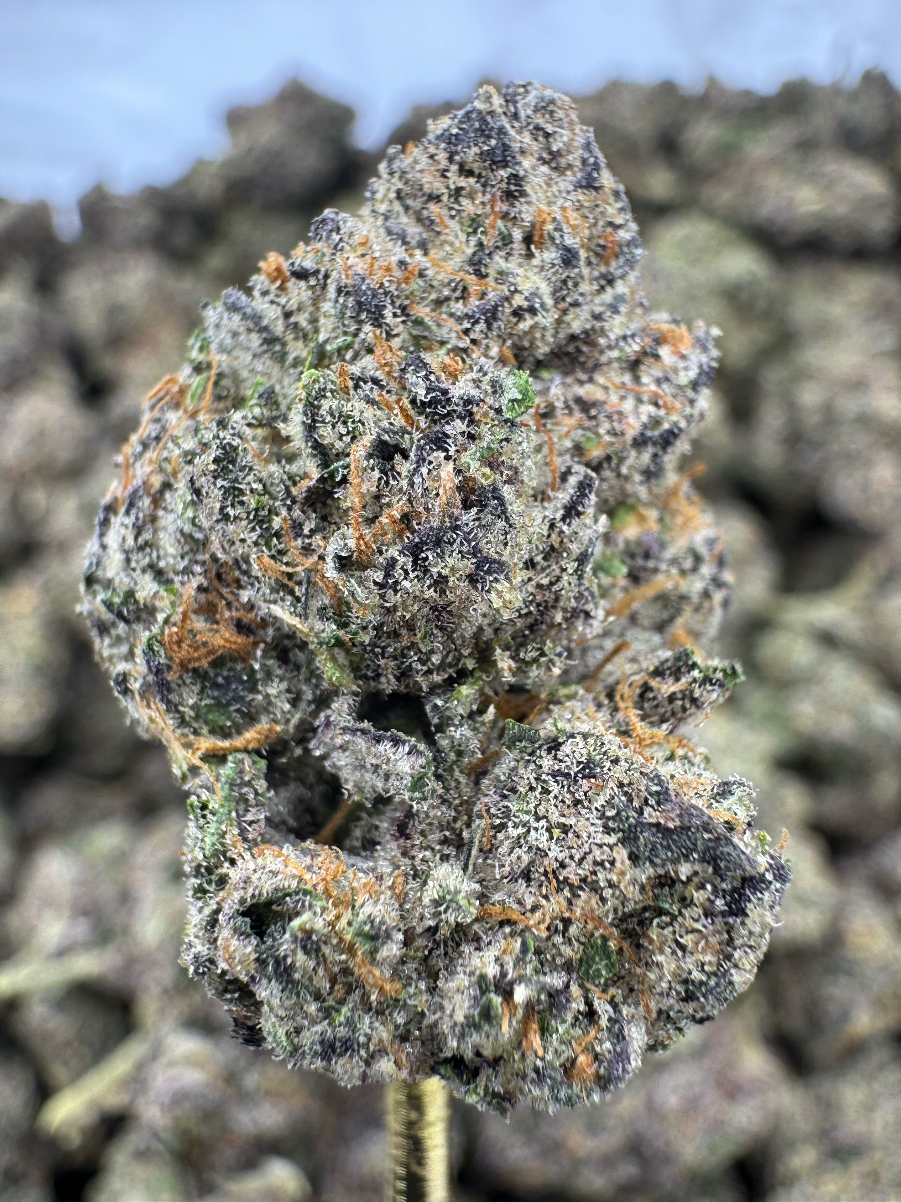 Sour Patch - THCA BULK Flower - Indoor Exotic