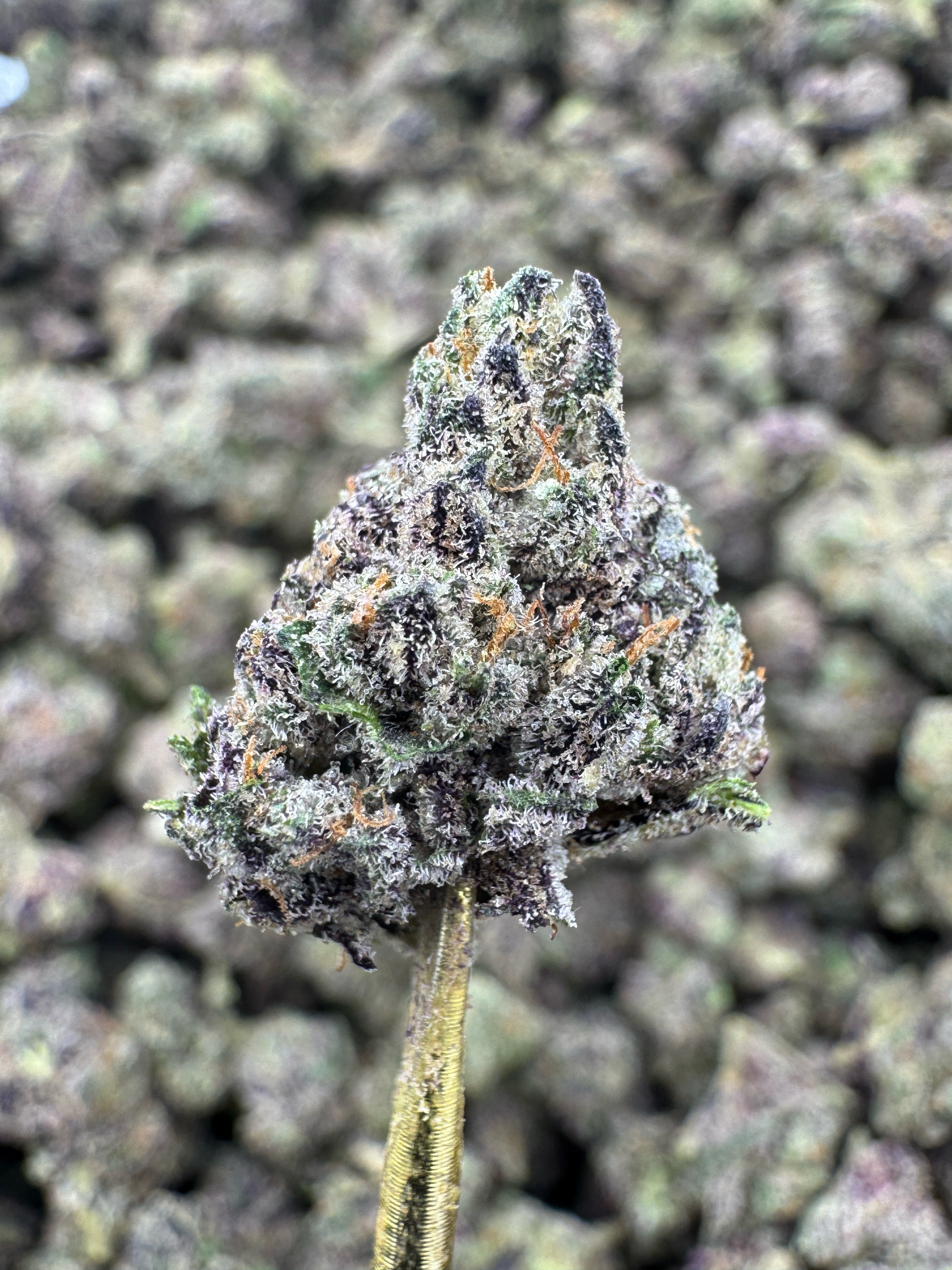 Sour Patch - THCA Flower - Indoor Gold Nuggets Exotic
