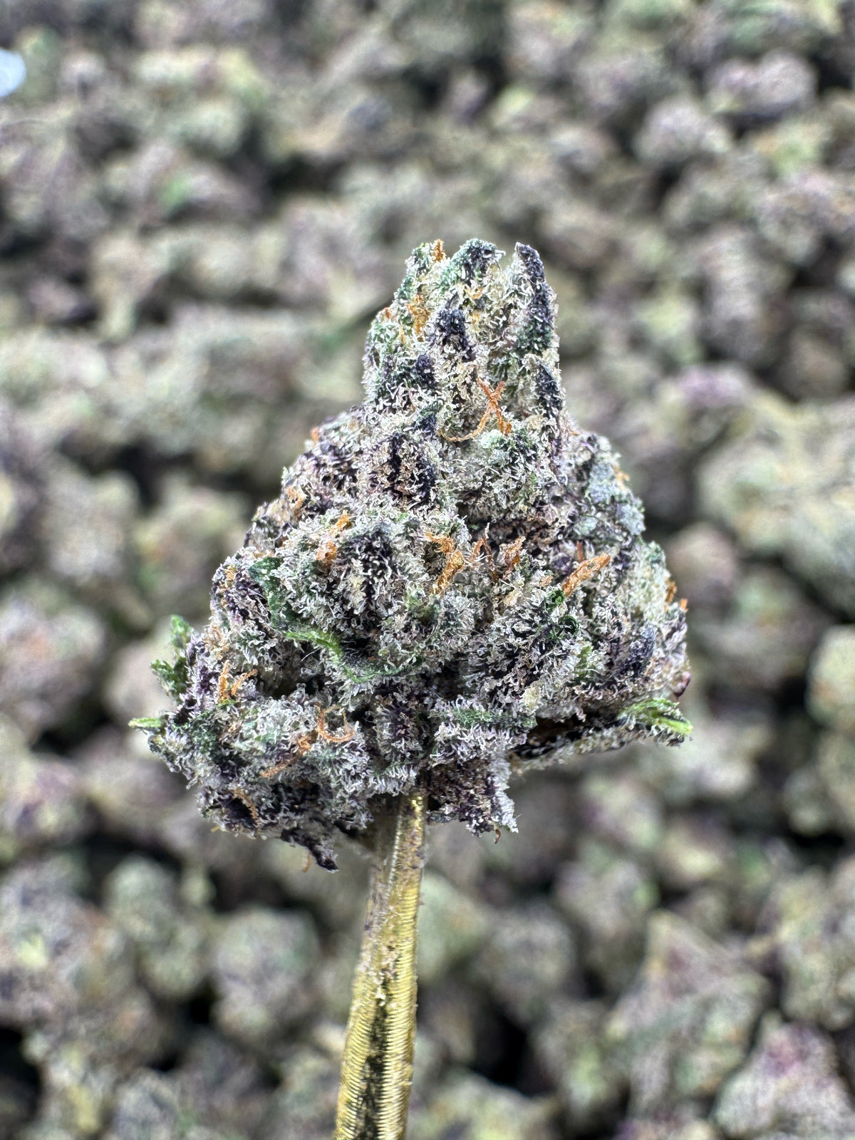 Sour Patch - THCA Flower - Indoor Gold Nuggets Exotic