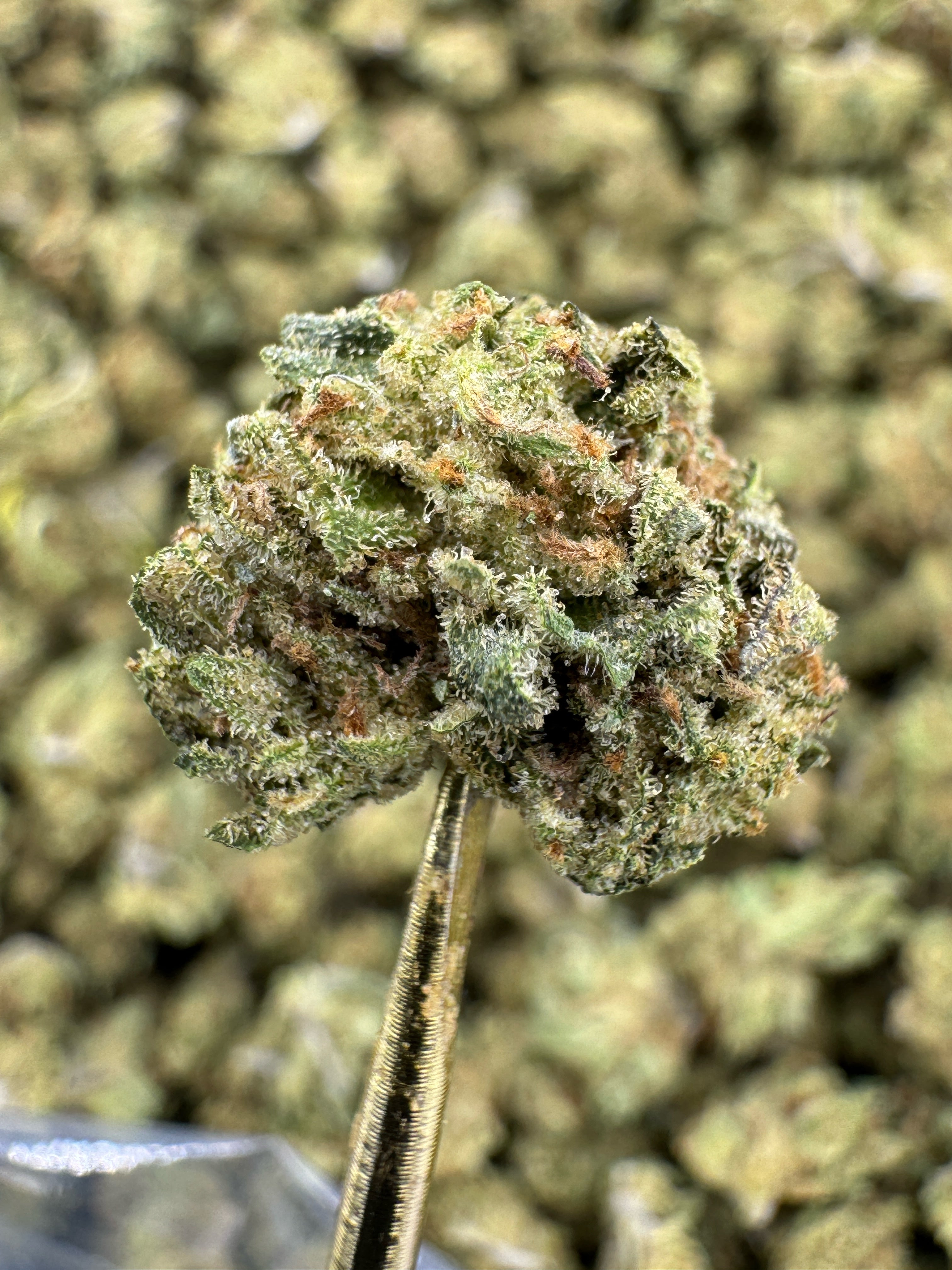Sour X - THCA Flower - Greenhouse Gold Nuggets