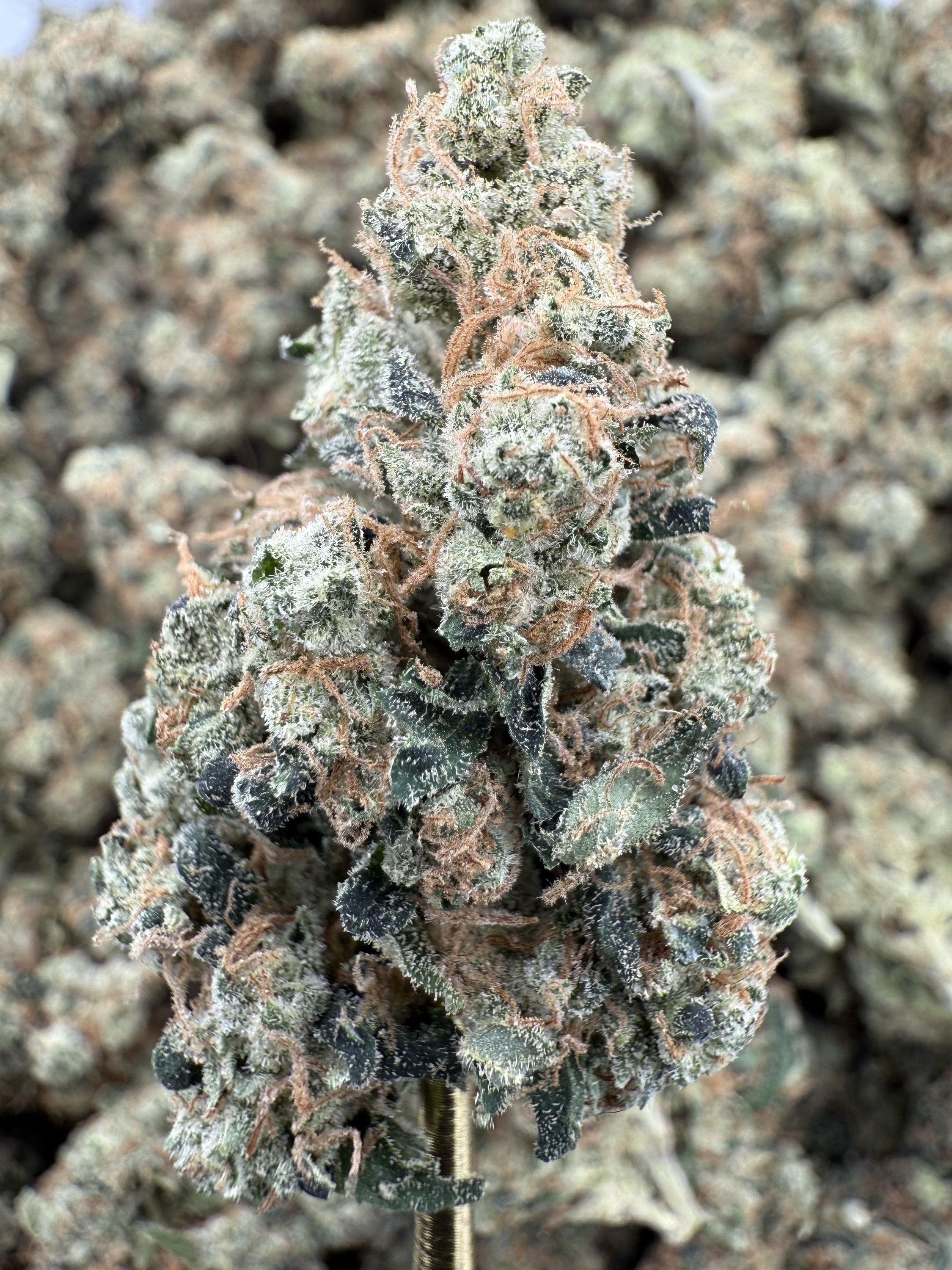 Sour Chem - THCA BULK Flower - Indoor Exotic