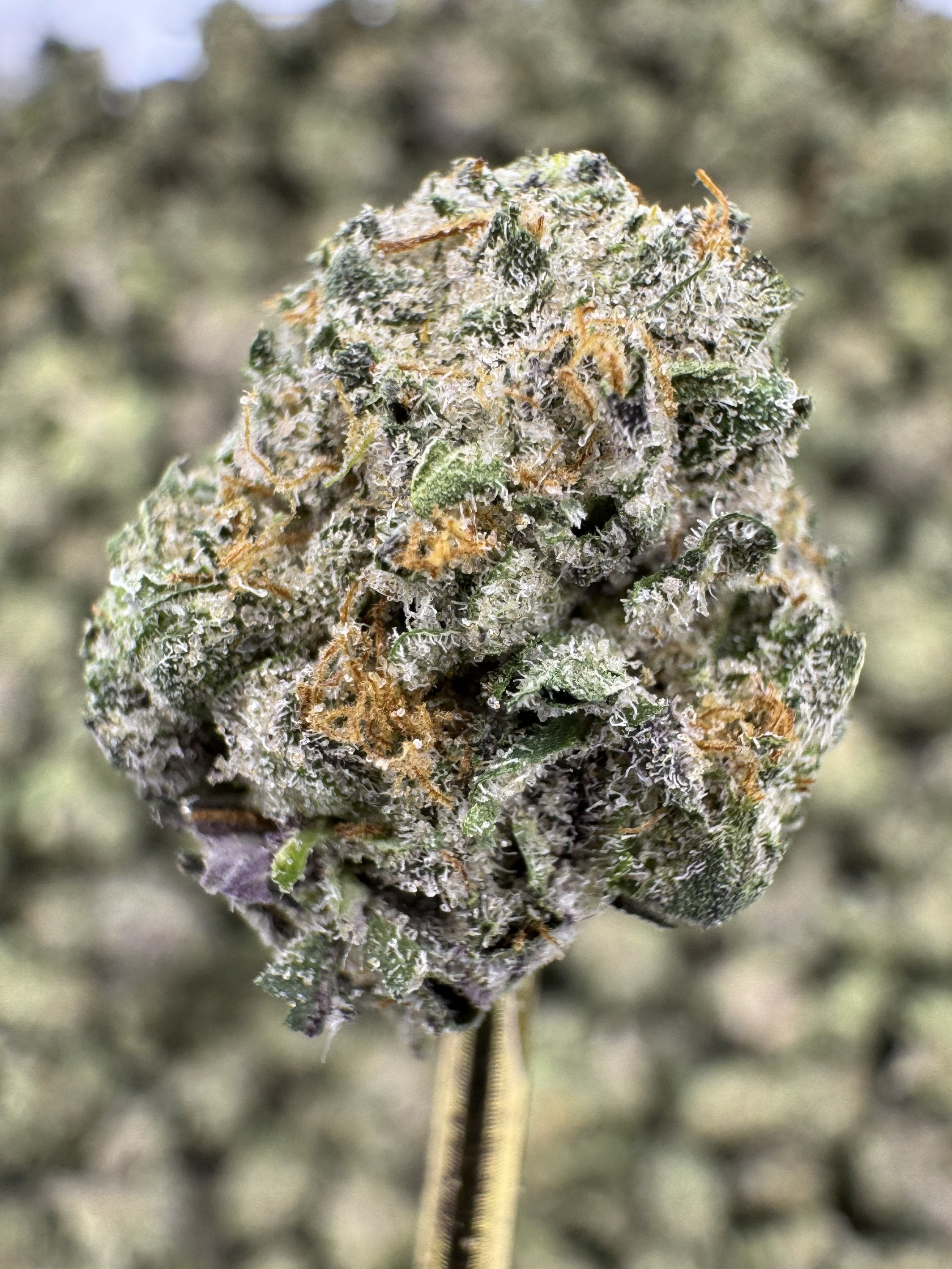 Sour Cherry Gelato - THCA Flower - Indoor Gold Nuggets Exotic