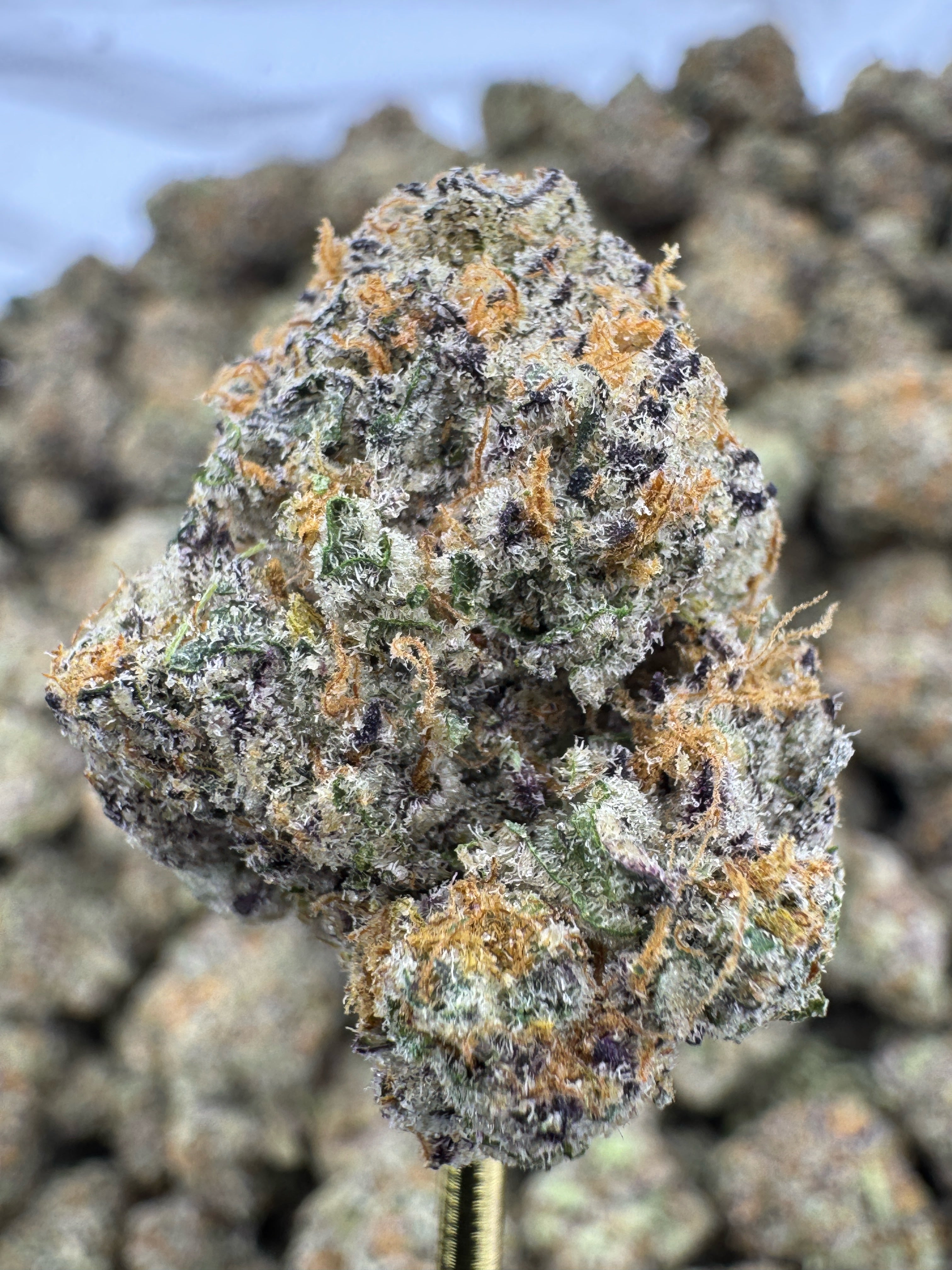 Sour Cherry Gelato - THCA Flower - Indoor Top Cut Exotic