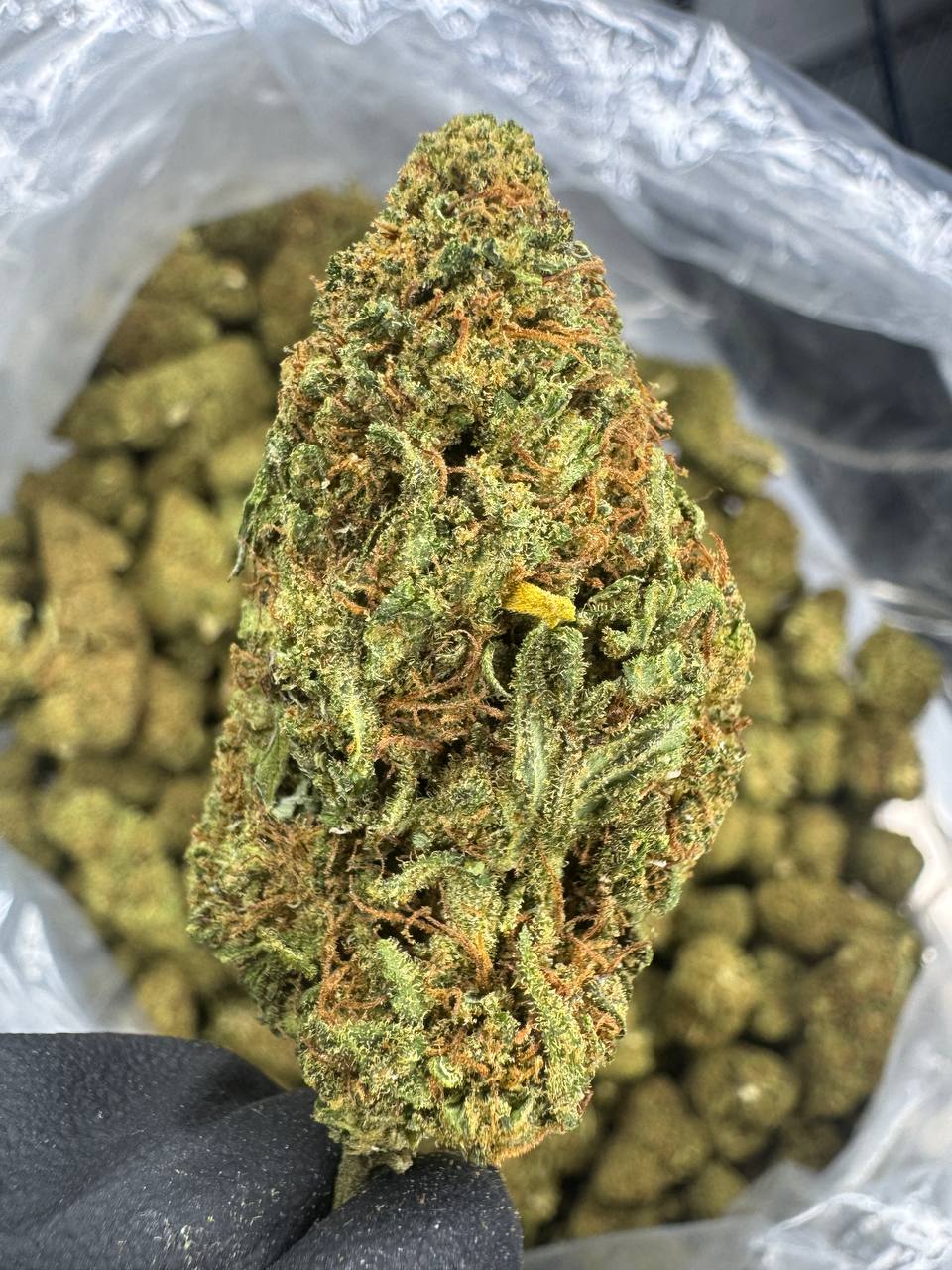 Sour Lifter - CBD BULK Flower - Sungrown