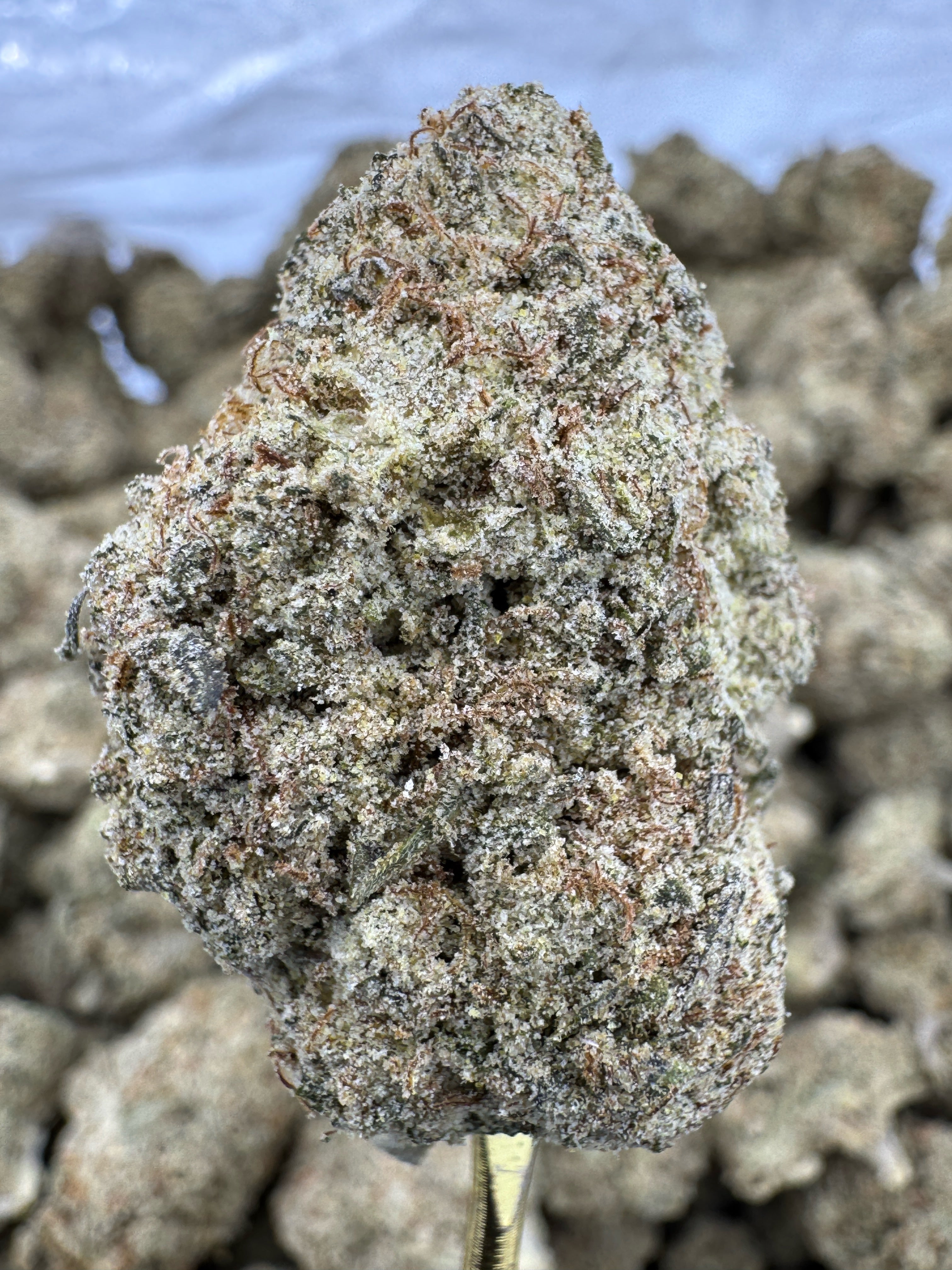 South Florida OG - THCP BULK Flower