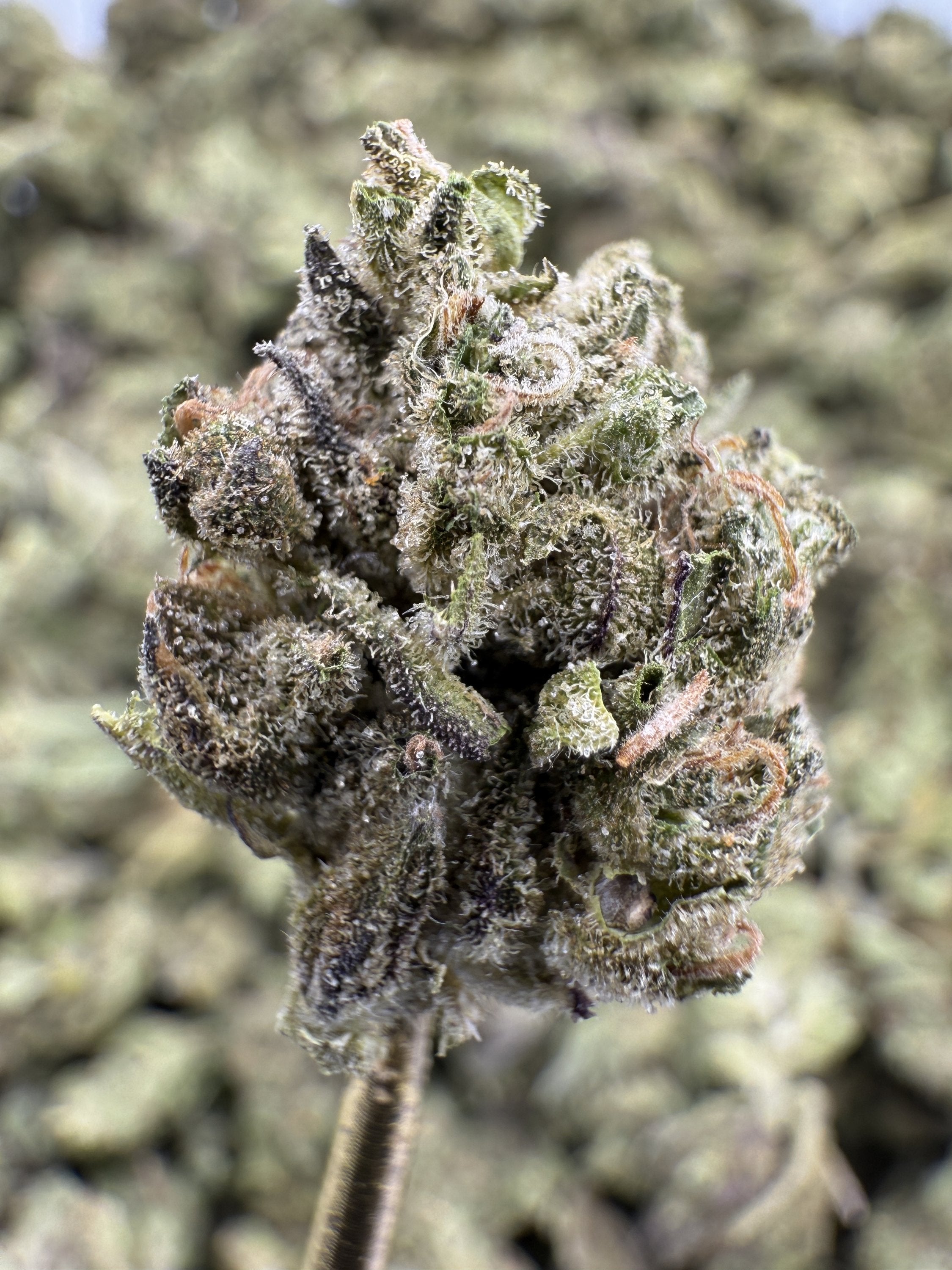 Space Cake - THCA Flower - Greenhouse Gold Nuggets