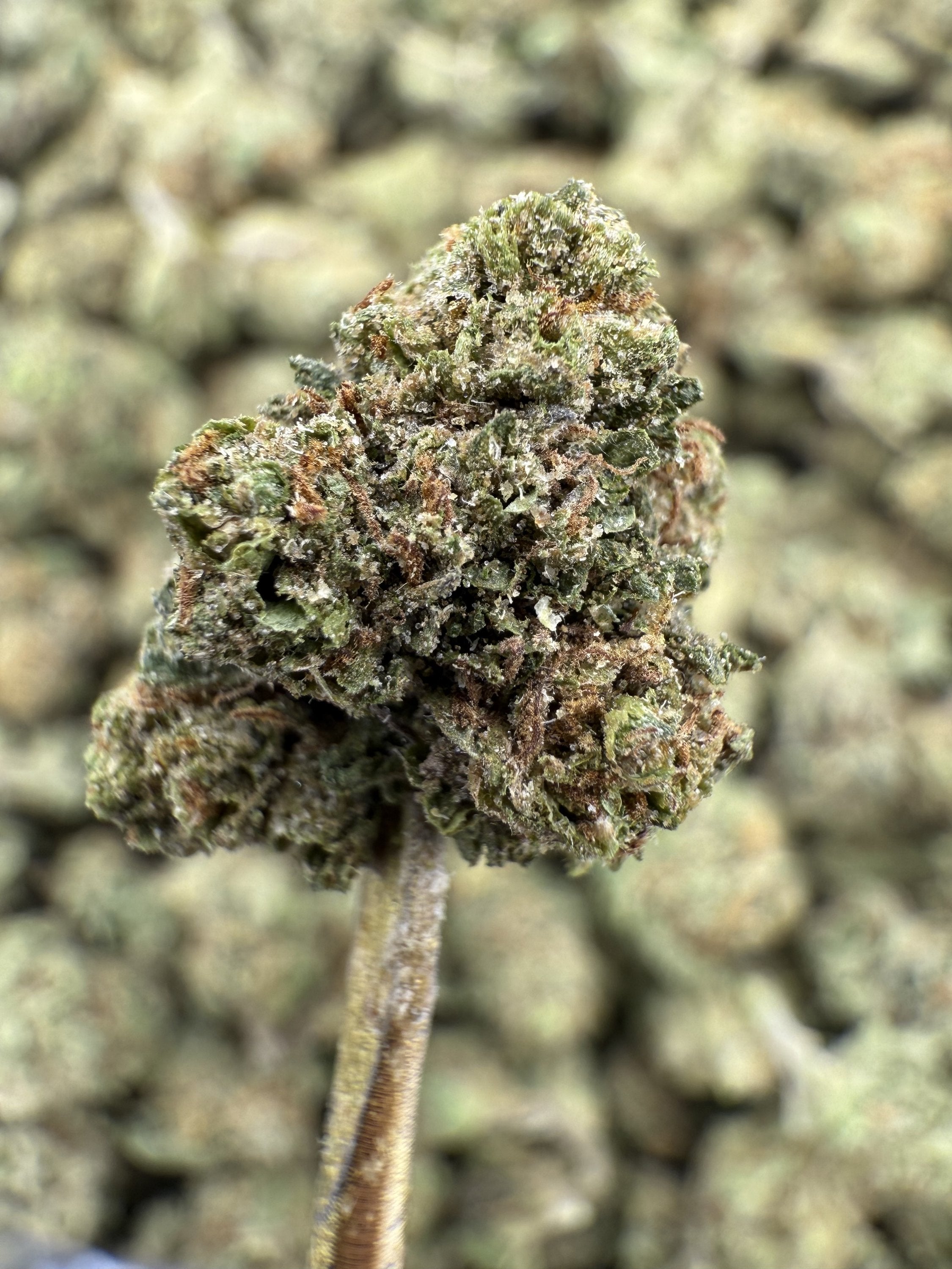 Spritzer - THCA Flower - Greenhouse Gold Nuggets