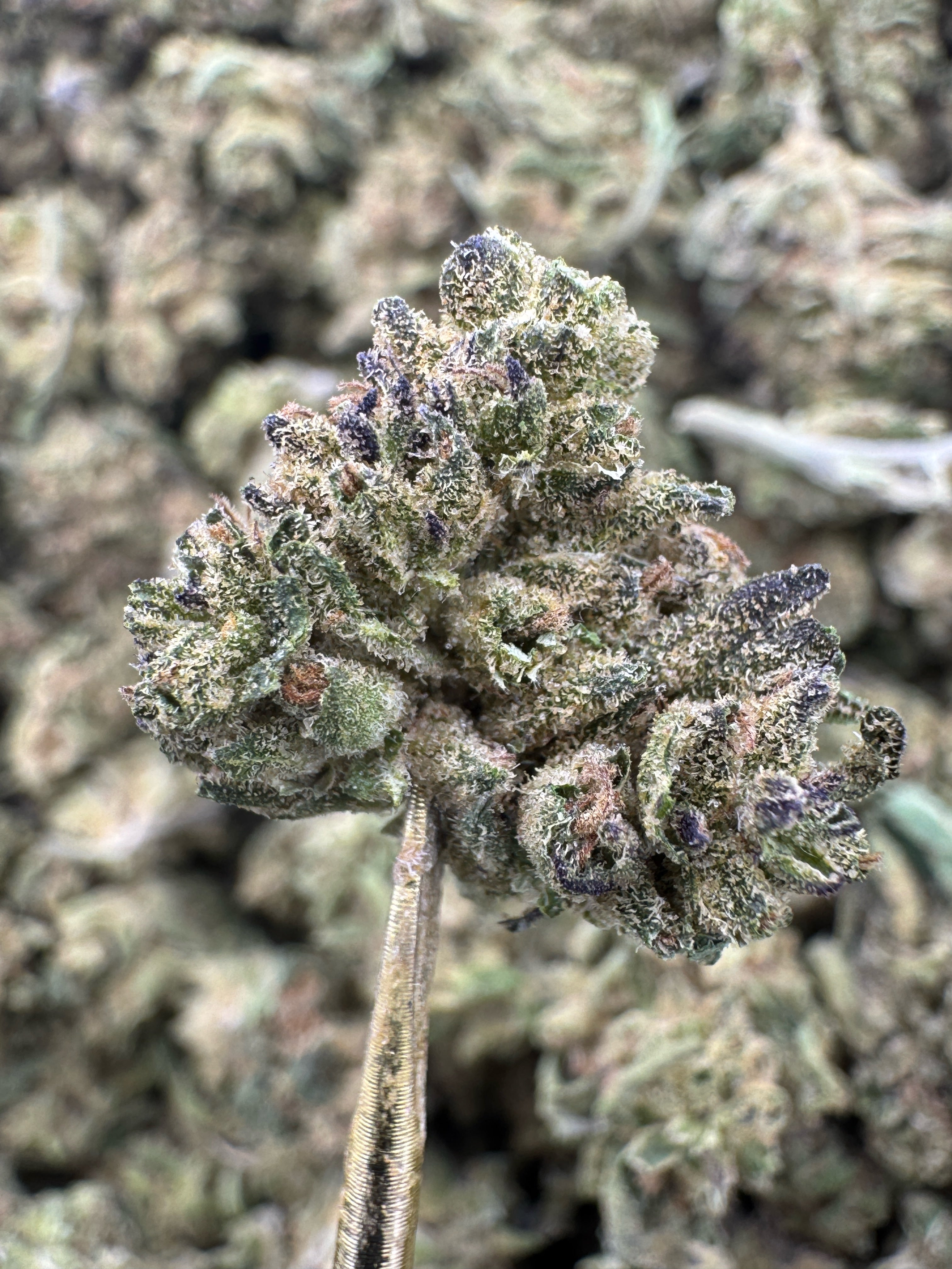 Spritzer - THCA Flower - Greenhouse Gold Nuggets